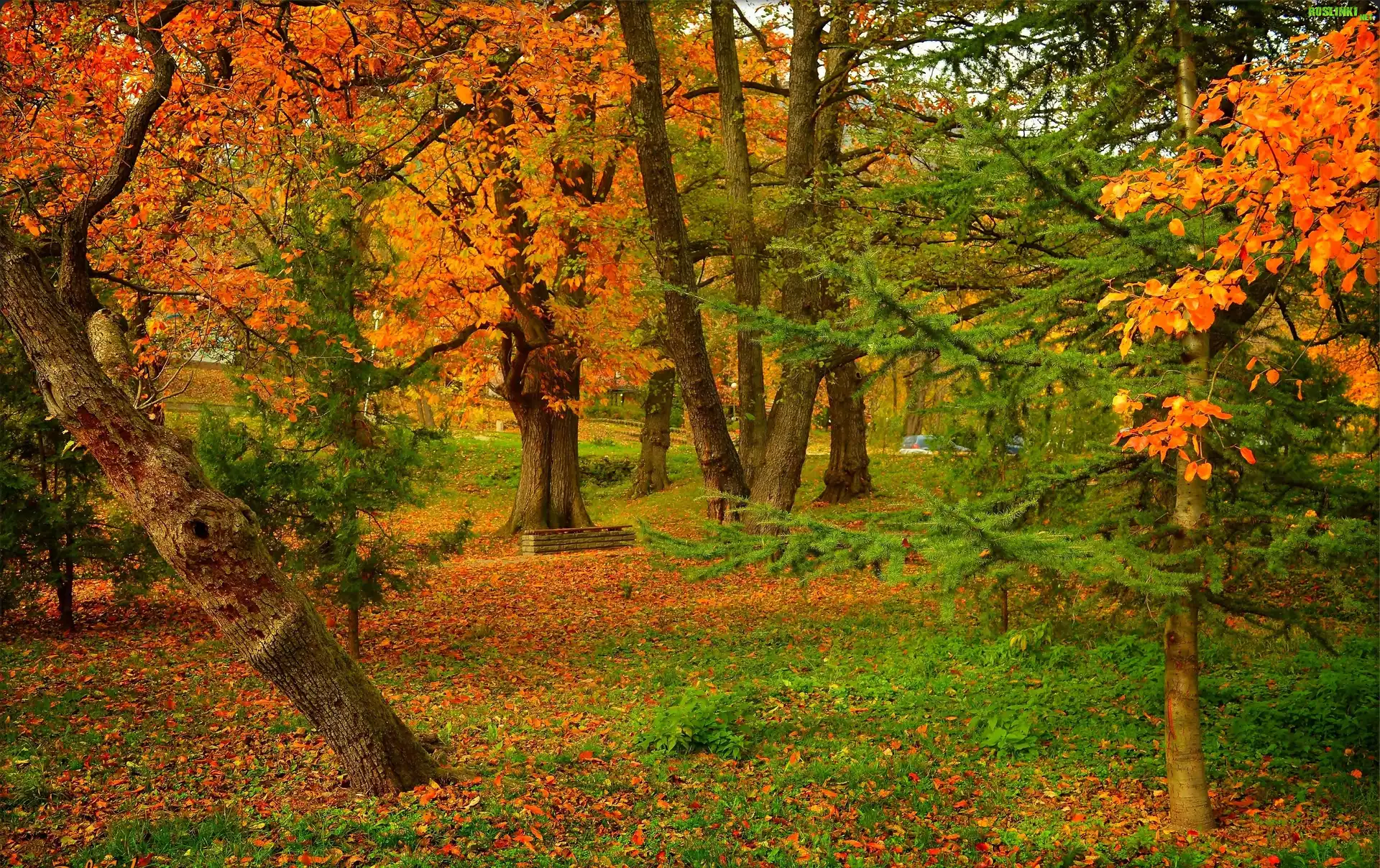 Jesień, Park, Ławka, Drzewa