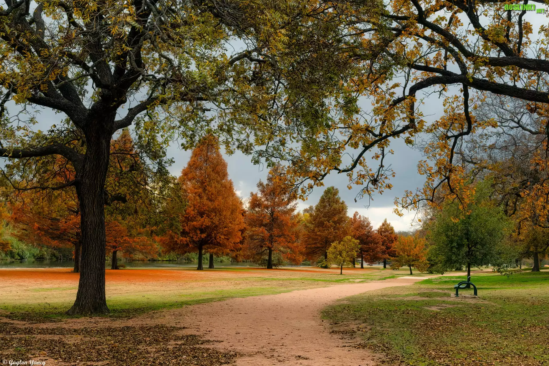 Jesień, Drzewa, Park, Ścieżka, Ławka