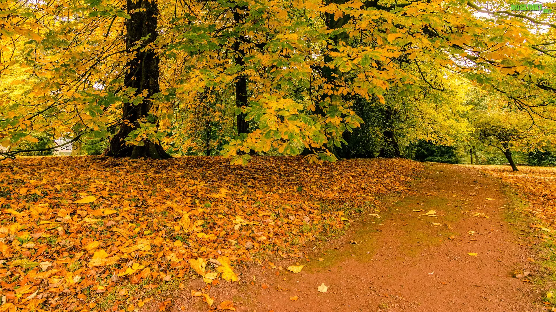 Jesień, Park, Drzewa, Droga, Liście