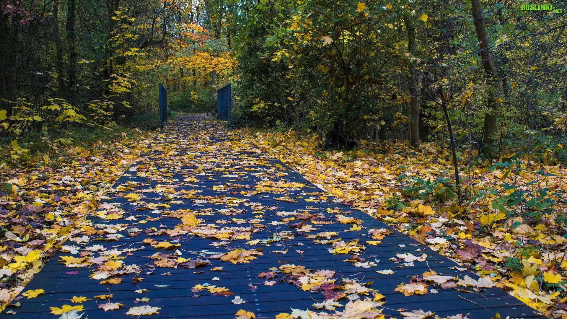 Jesień, Pomost, Opadłe, Liście, Drzewa, Park