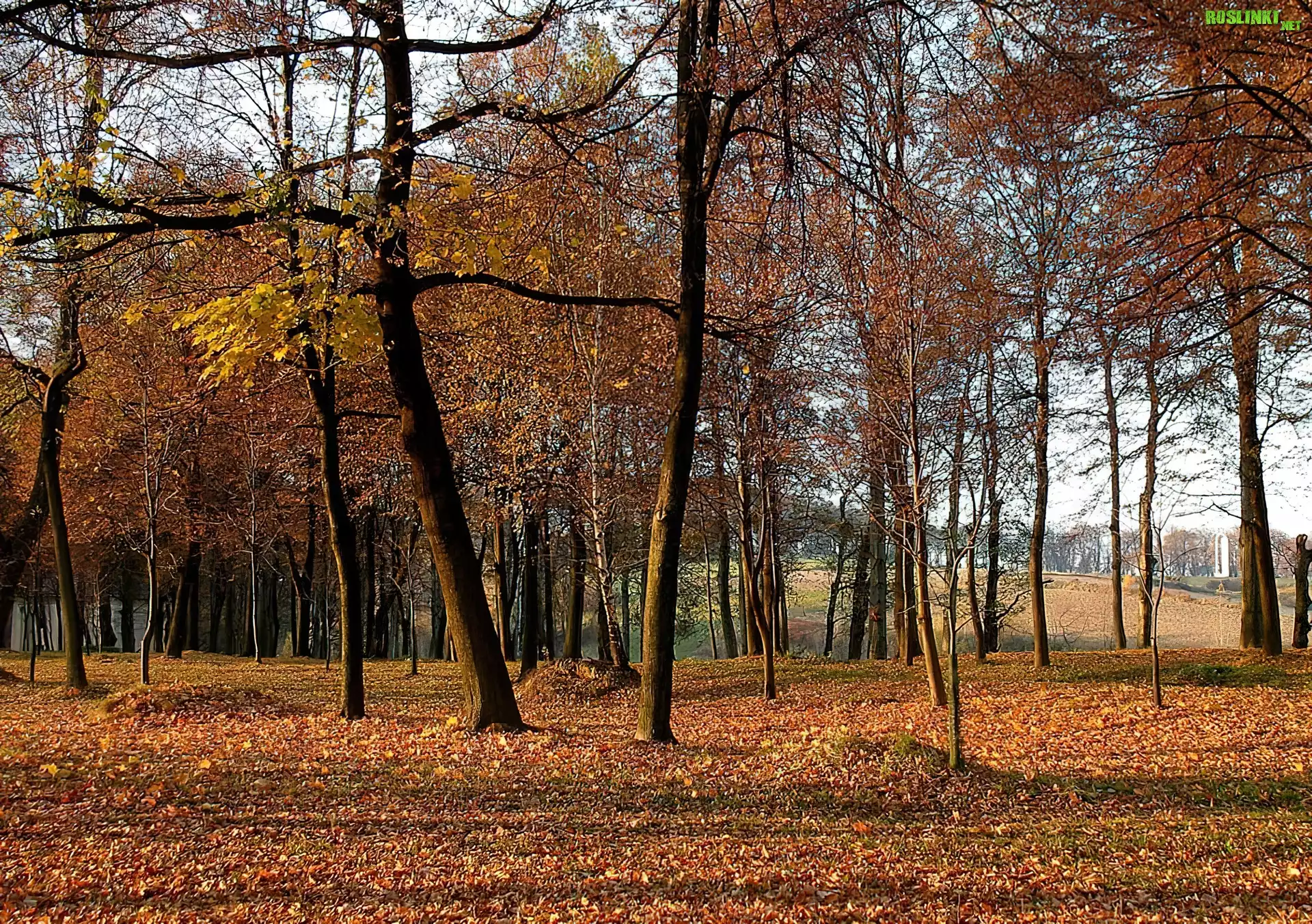 Jesień, Park, Drzewa, Liście