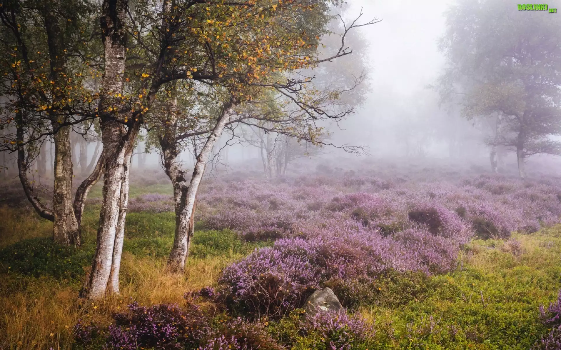 Jesień, Wrzosowisko, Drzewa, Brzozy, Mgła, Park Narodowy Peak District, Stanton Moor, Anglia