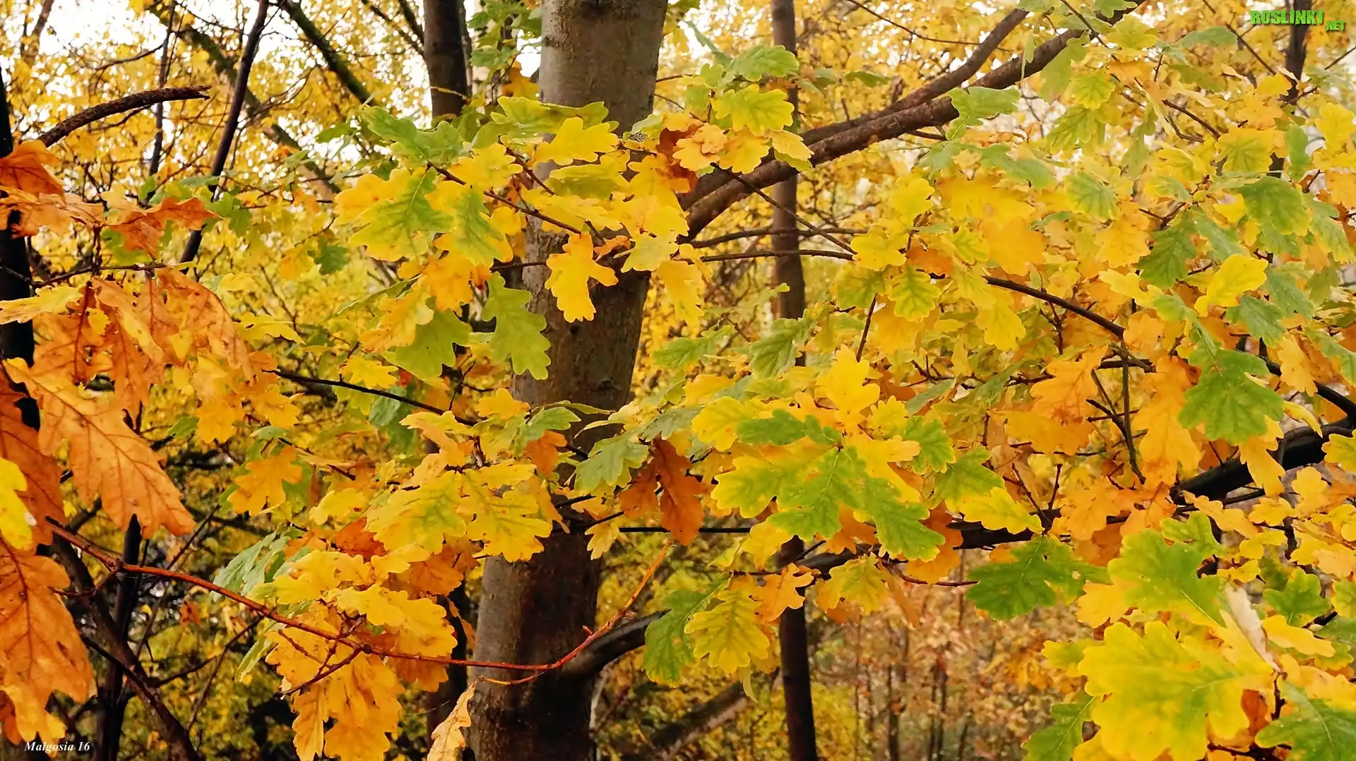 Jesień, Liście, Drzewo, Gałęzie