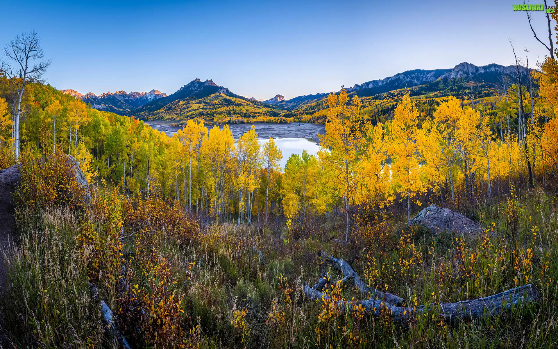 Stany Zjednoczone, Kolorado, Silver Jack Reservoir, Owl Creek Pass, Góry, Las, Drzewo, Jesień