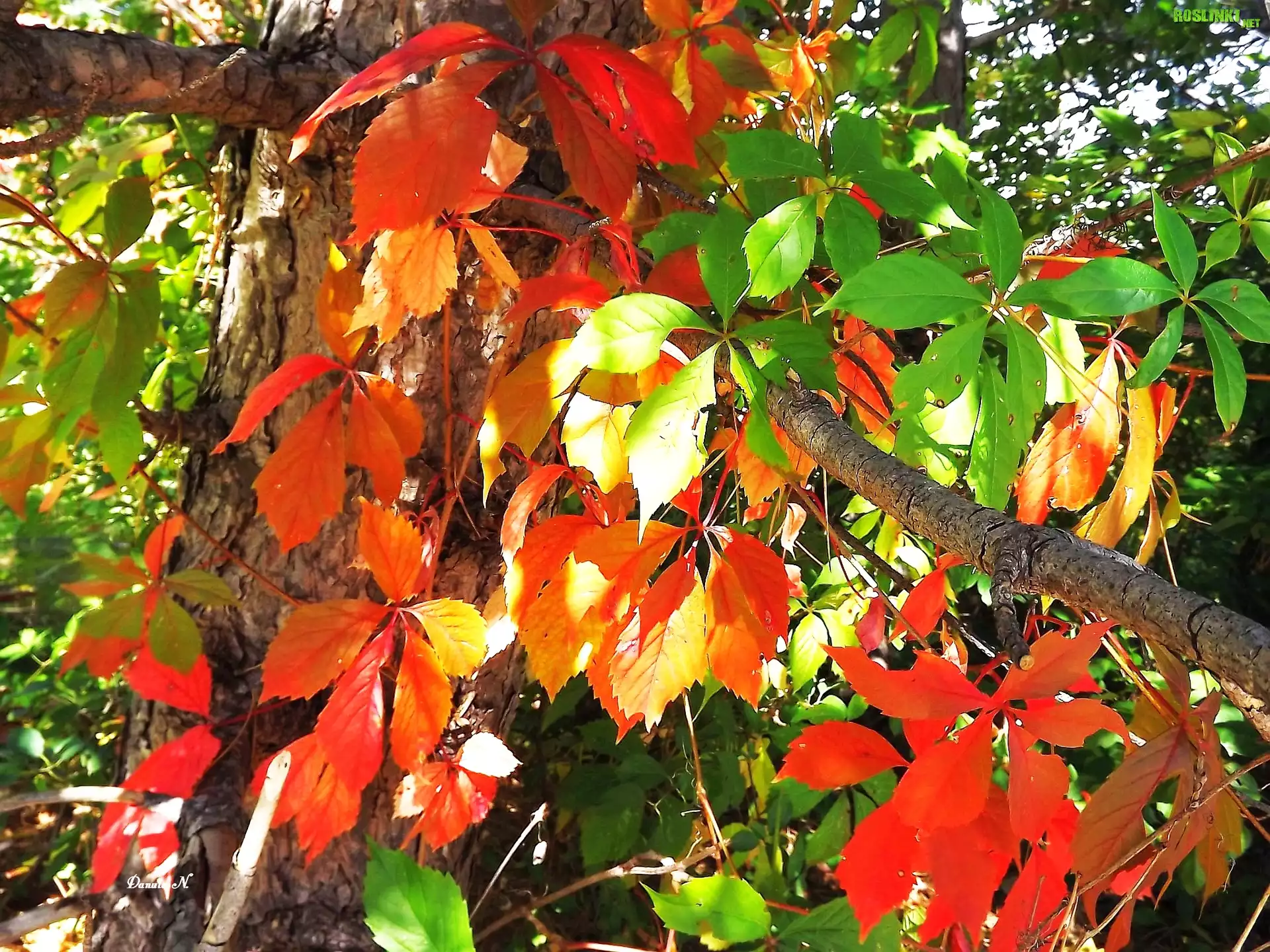 Jesień, Drzewo, Liście, Jesienne, Kolorowe