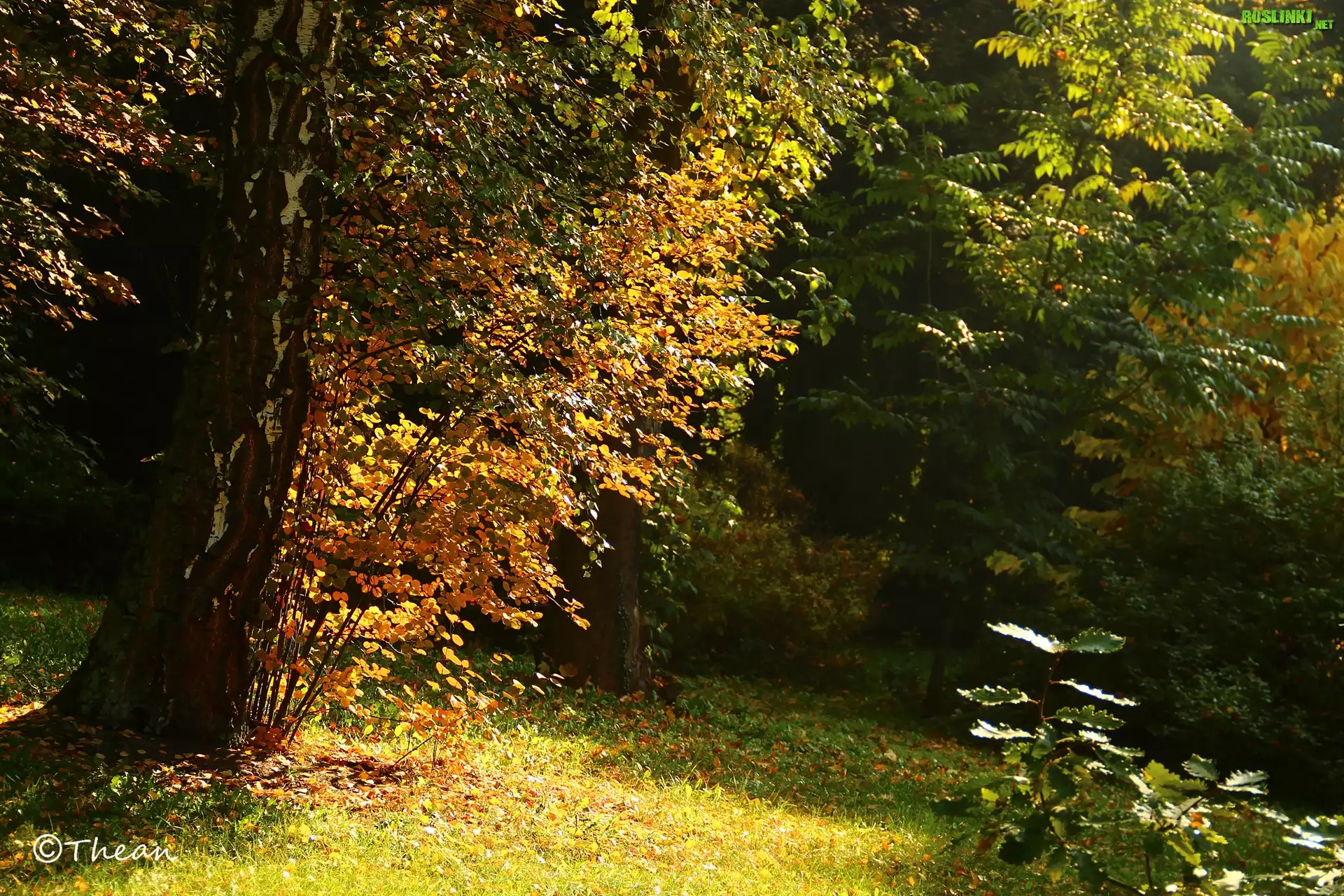 Jesień, Drzewa, Brzoza, Kolorowe, Liście