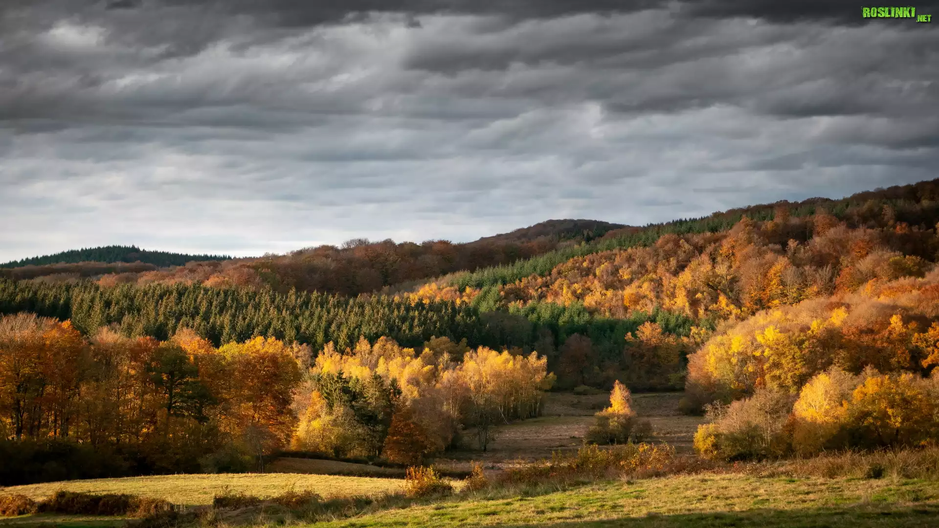 Jesień, Lasy, Kolorowe, Drzewa