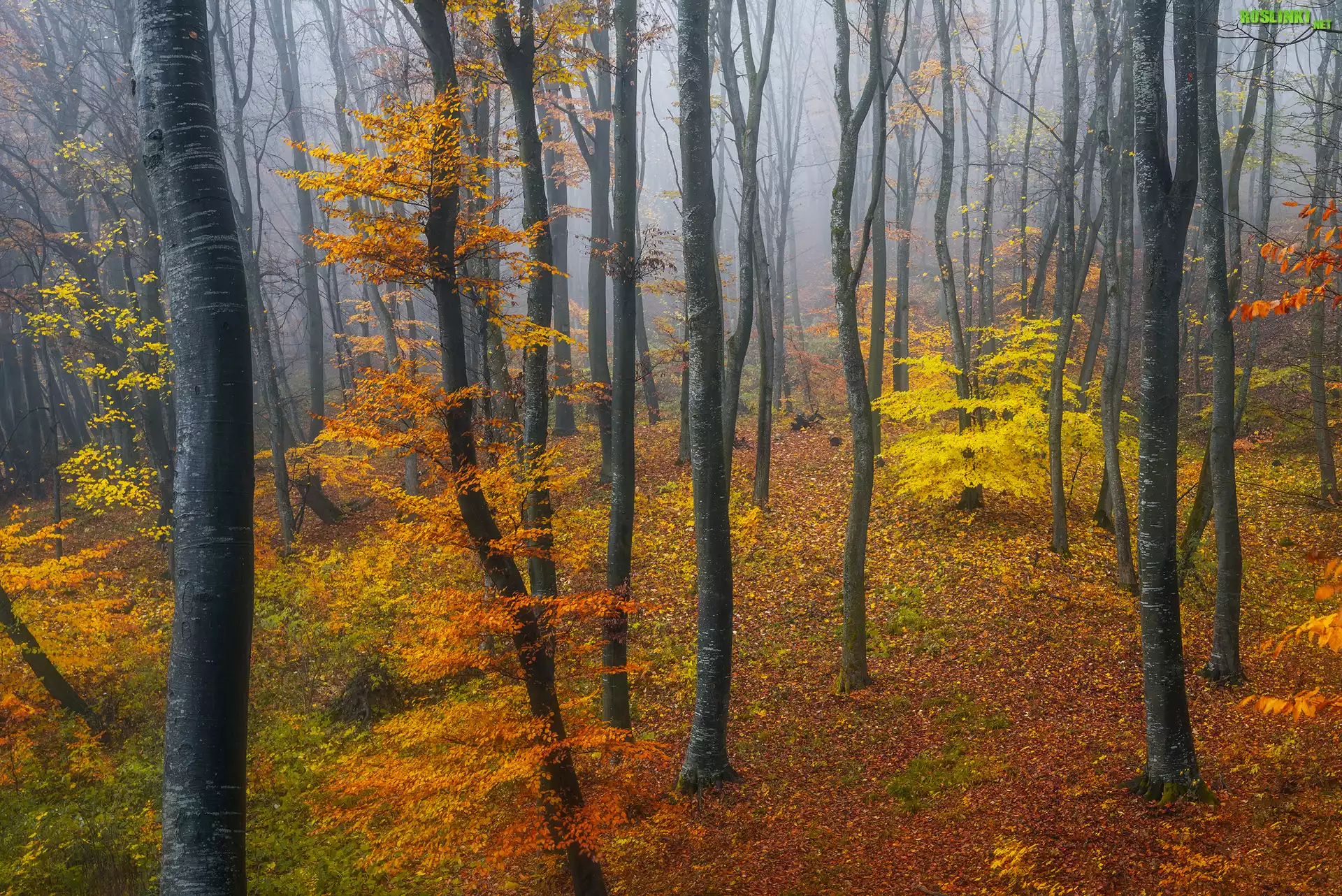 Jesień, Las, Drzewa, Krzewy, Liście