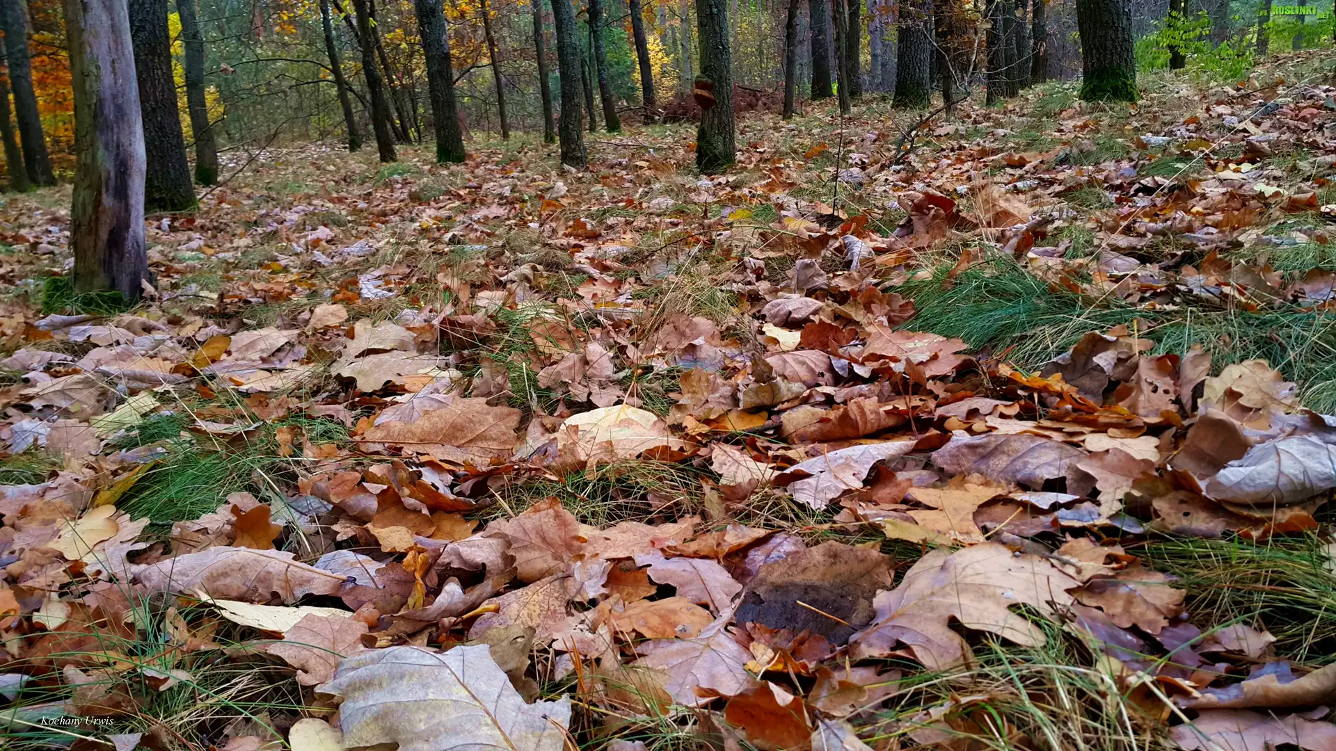 Las, Jesień, Liście