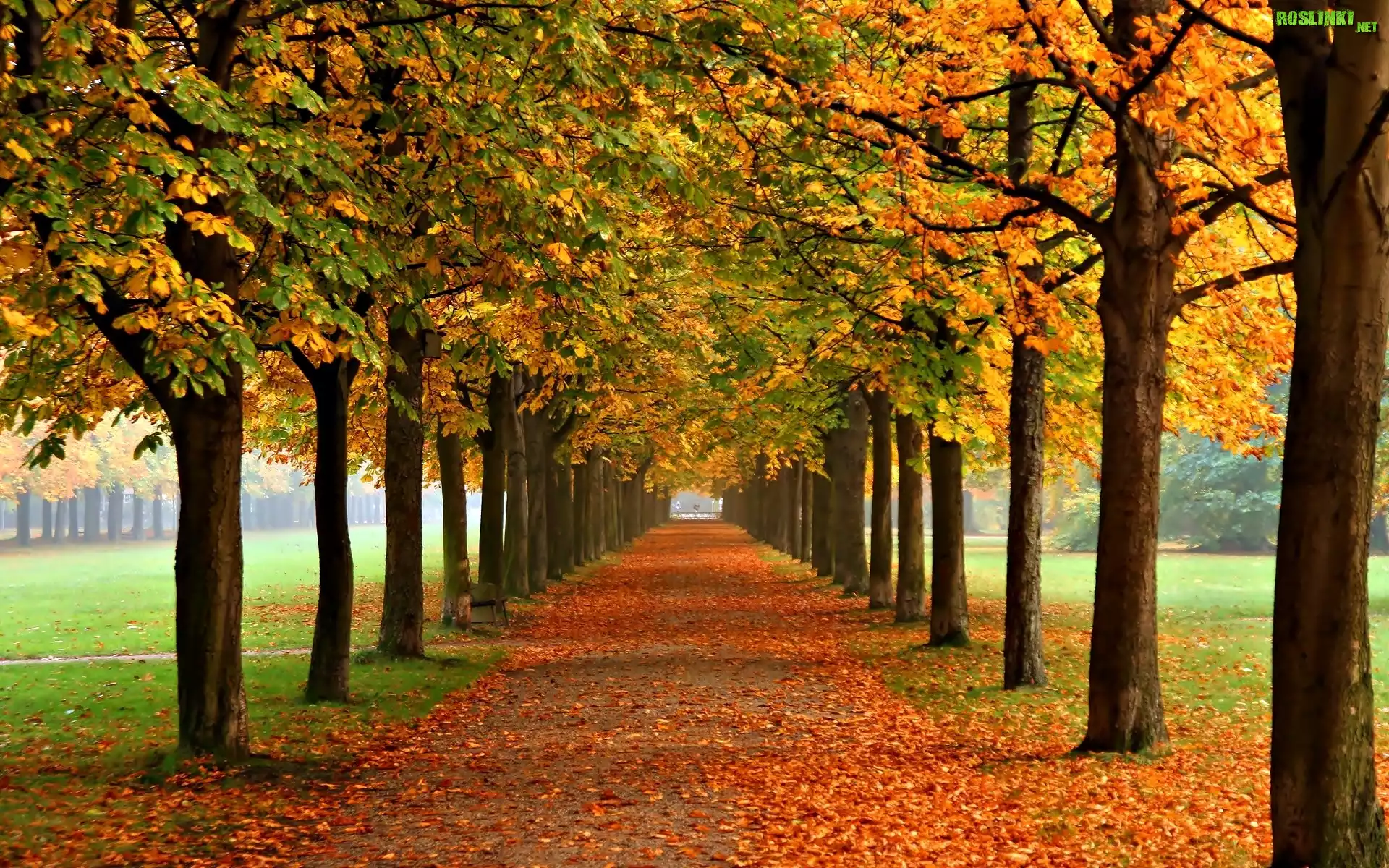Jesień, Drzewa, Kasztany, Liście, Park