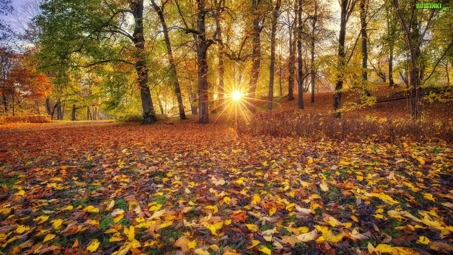 Jesień, Promienie słońca, Drzewa, Liście, Park