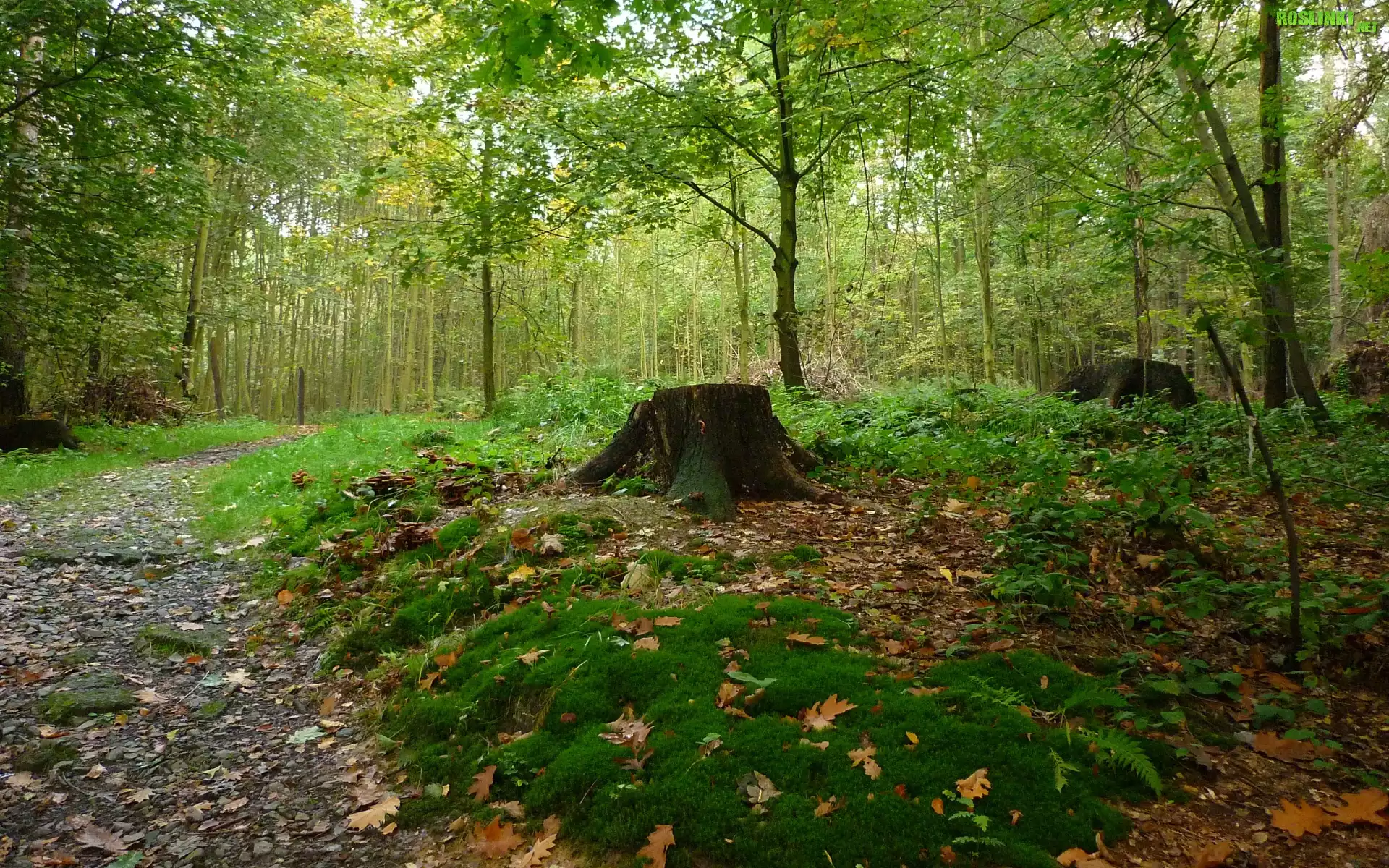 Jesień, Las, Ścieżka, Pień, Mech, Liście