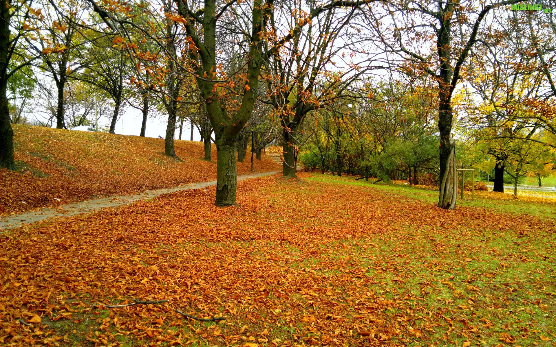 Jesień, Park, Drzewa, Alejka, Opadłe, Liście