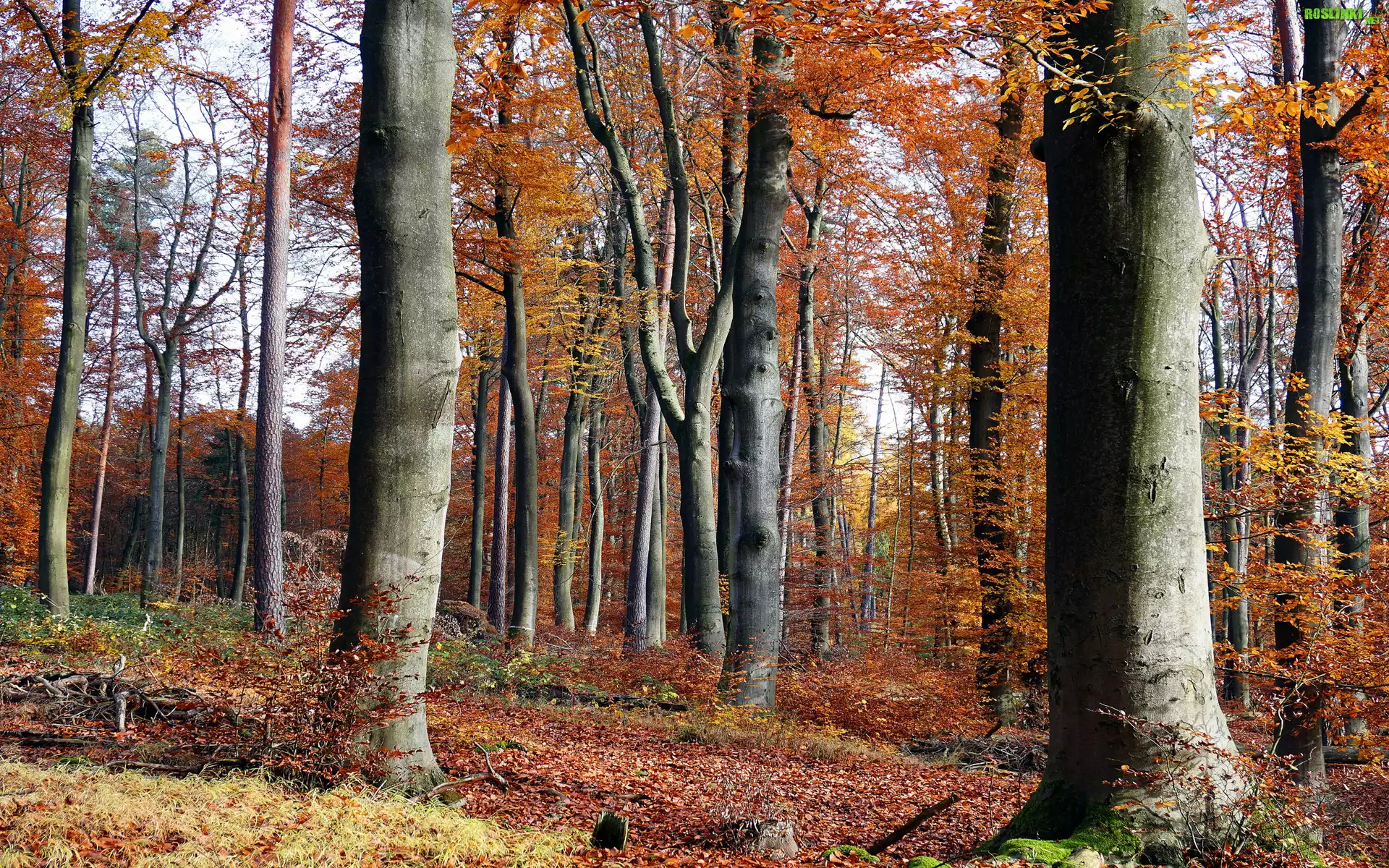 Jesień, Las, Drzewa, Gałęzie, Opadłe, Liście