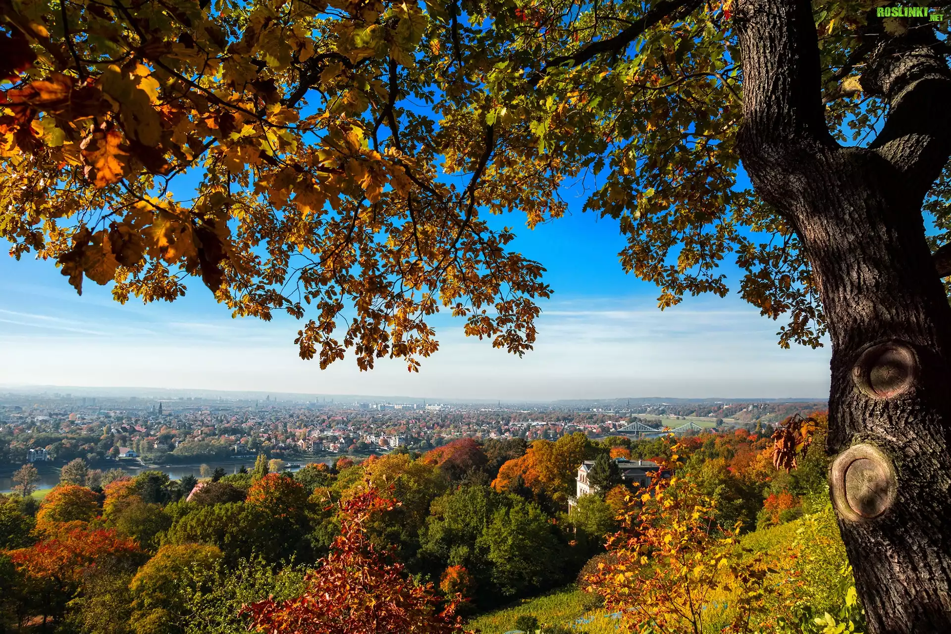 Jesień, Drzewo, Panorama, Miasta