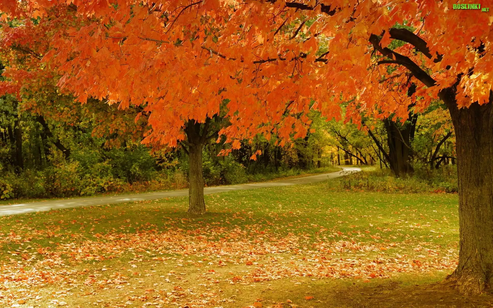 Park, Jesień, Liście