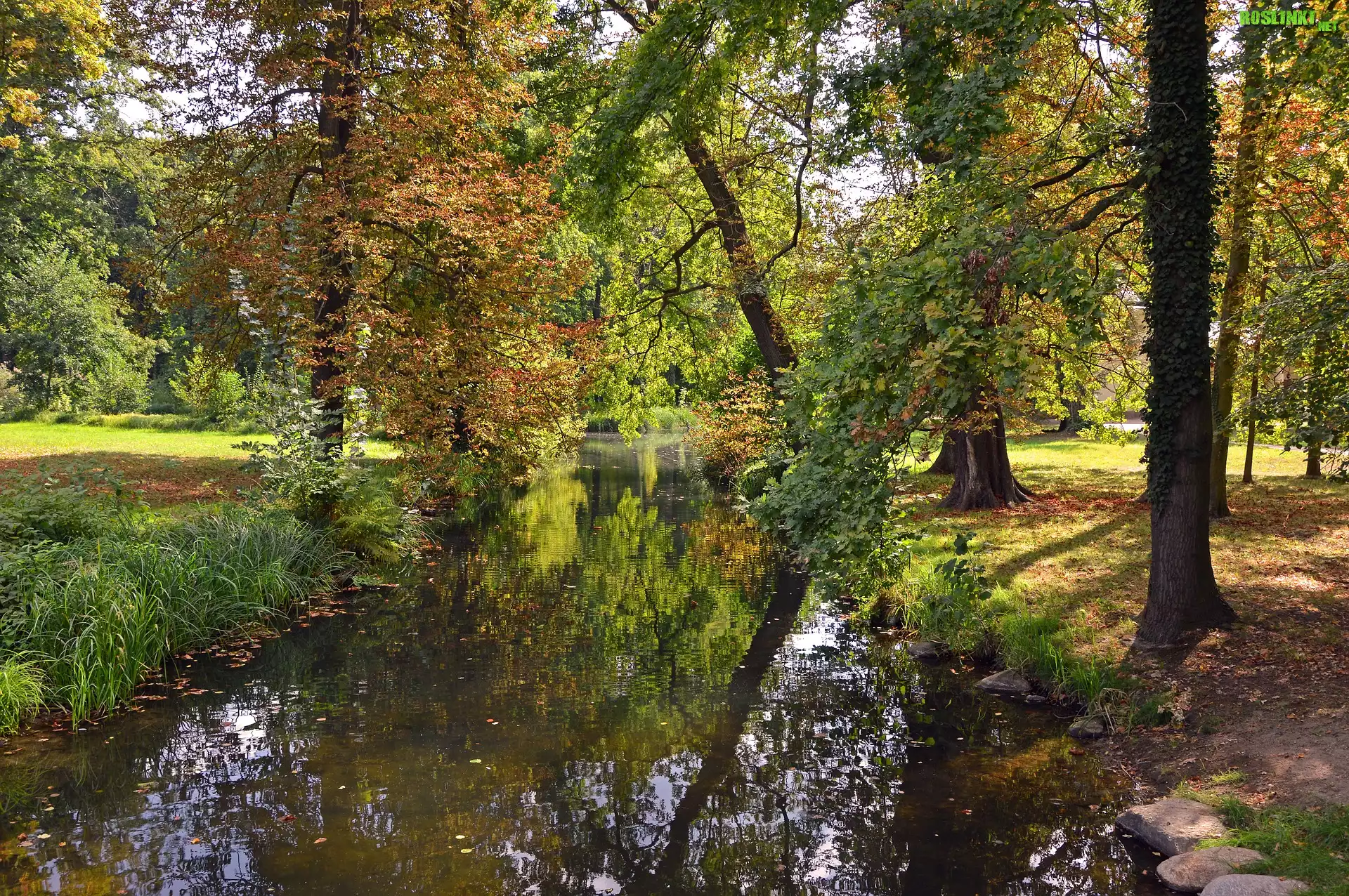Jesień, Park, Drzewa, Rzeczka, Słoneczny, Dzień