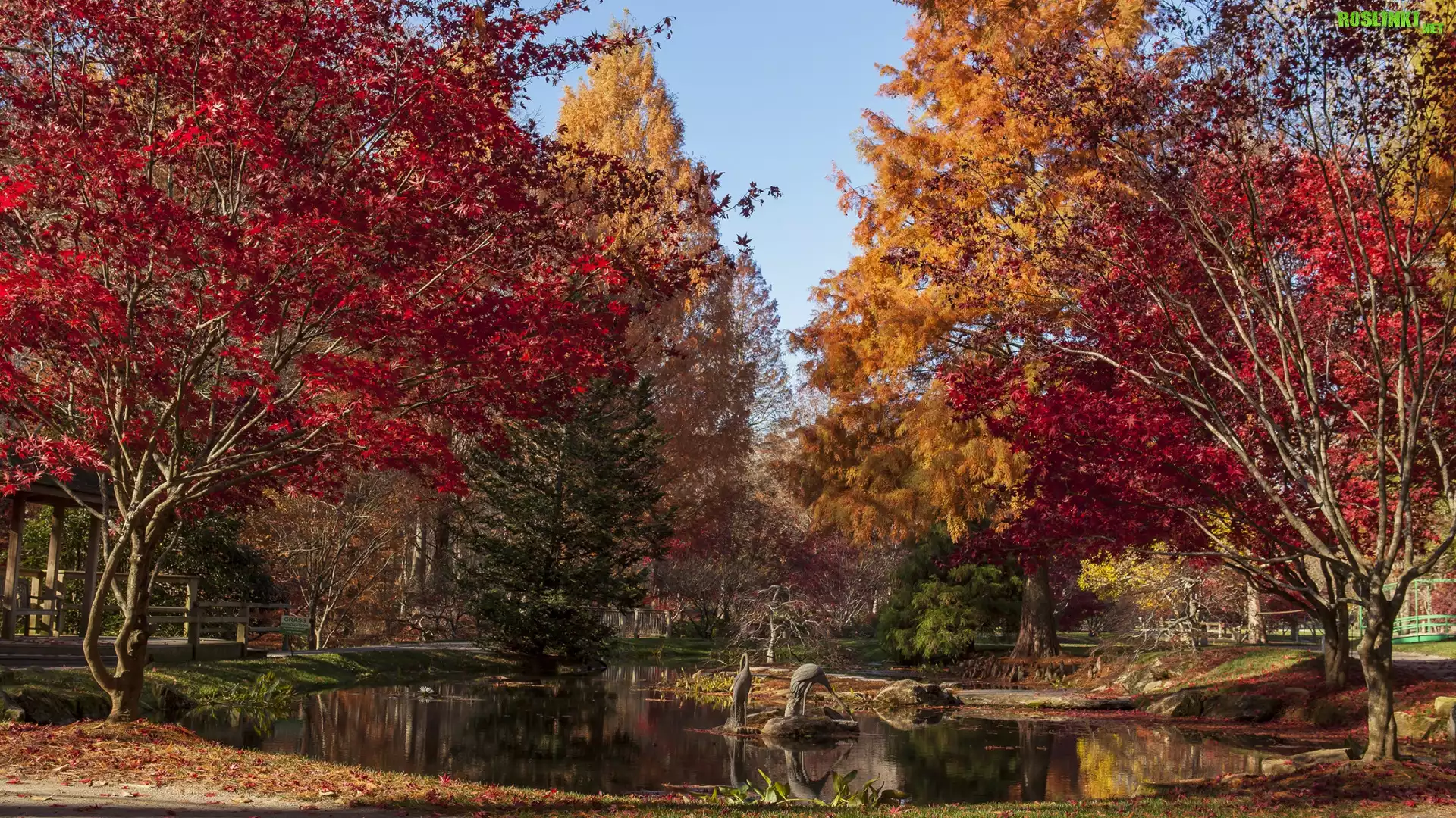 Jesień, Drzewa, Staw, Park