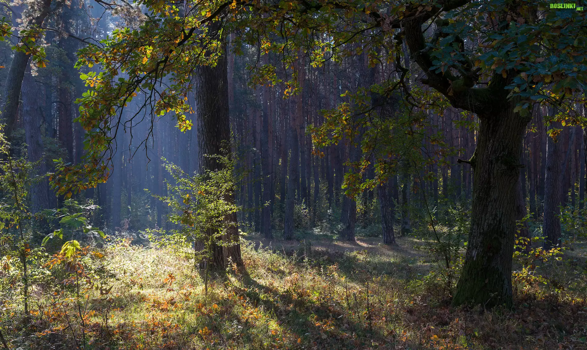 Jesień, Las, Drzewa, Trawa, Rośliny