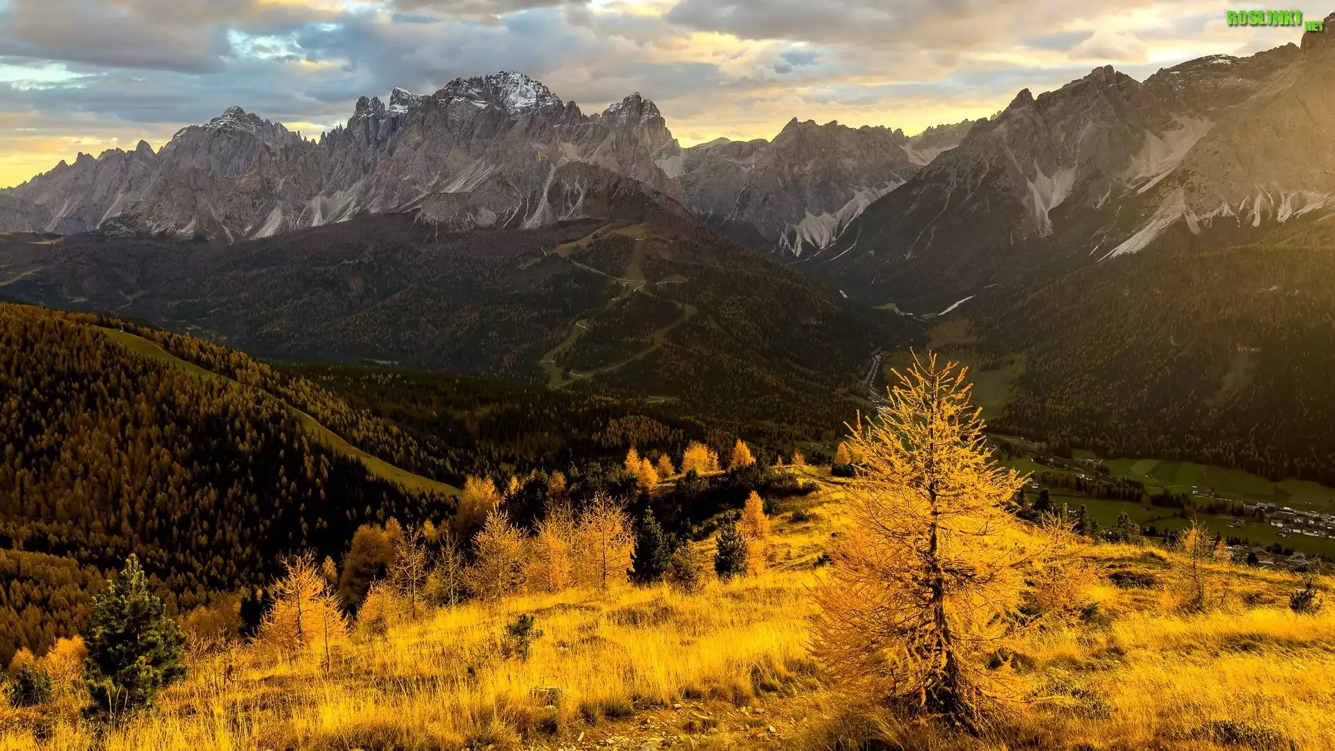 Jesień, Góry, Dolomity, Drzewa, Żółte, Modrzewie, Trawa, Tyrol, Włochy
