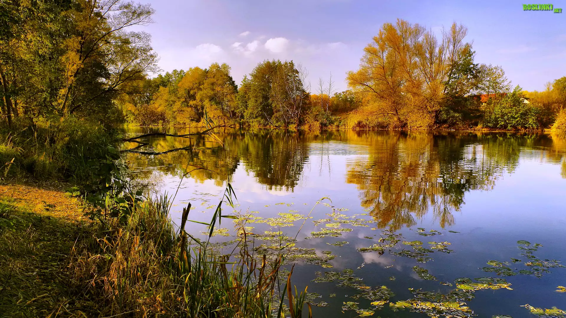 Jesień, Jezioro, Drzewa, Trzciny, Odbicie