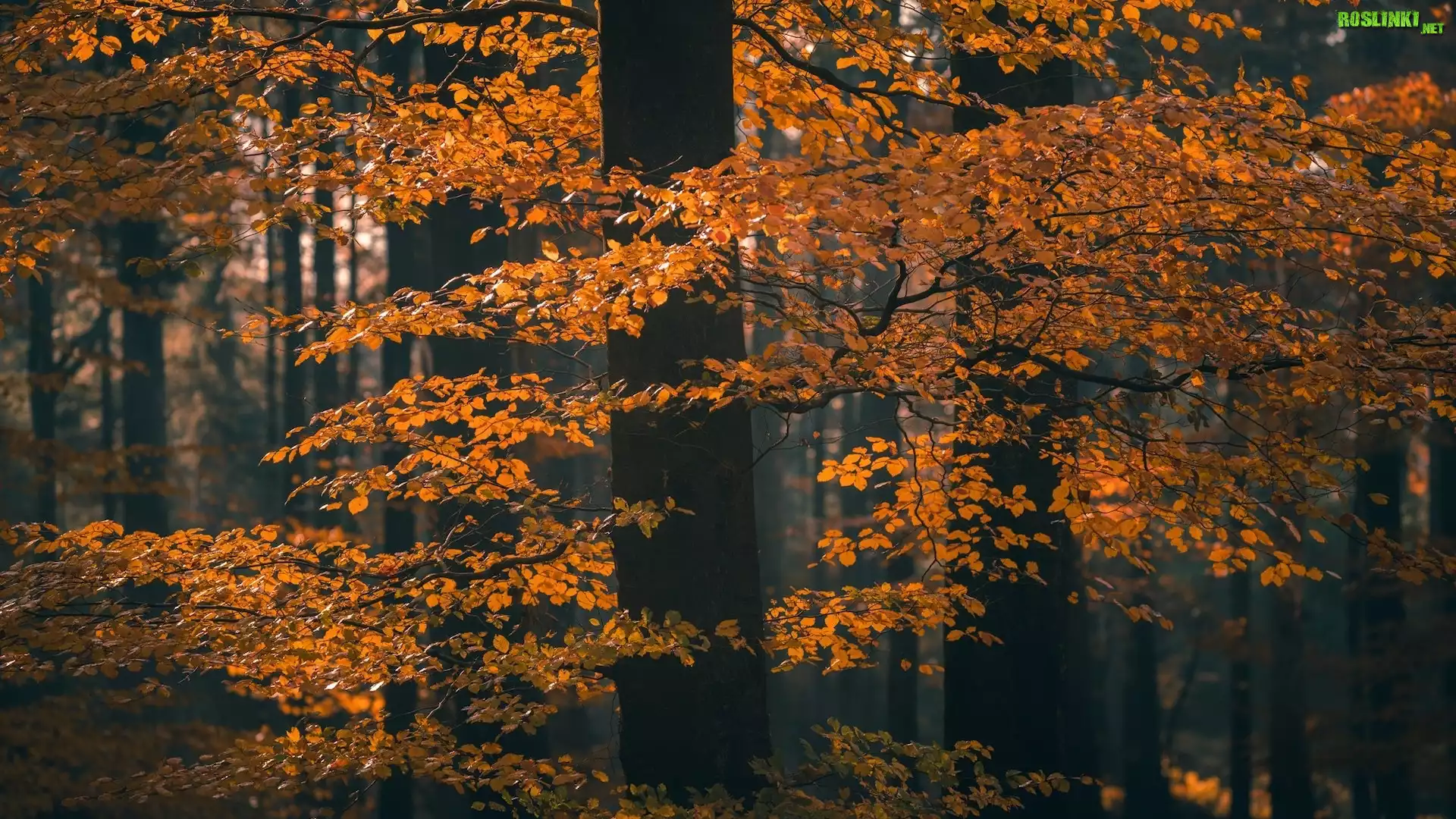Jesień, Drzewo, Gałęzie, Brązowo-żółte, Liście