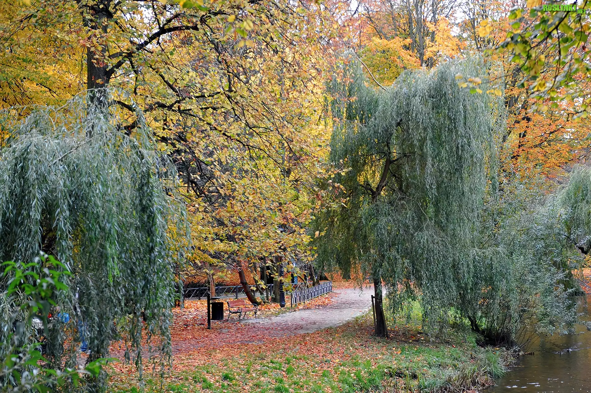 Park, JesieniÄ…, Drzewa