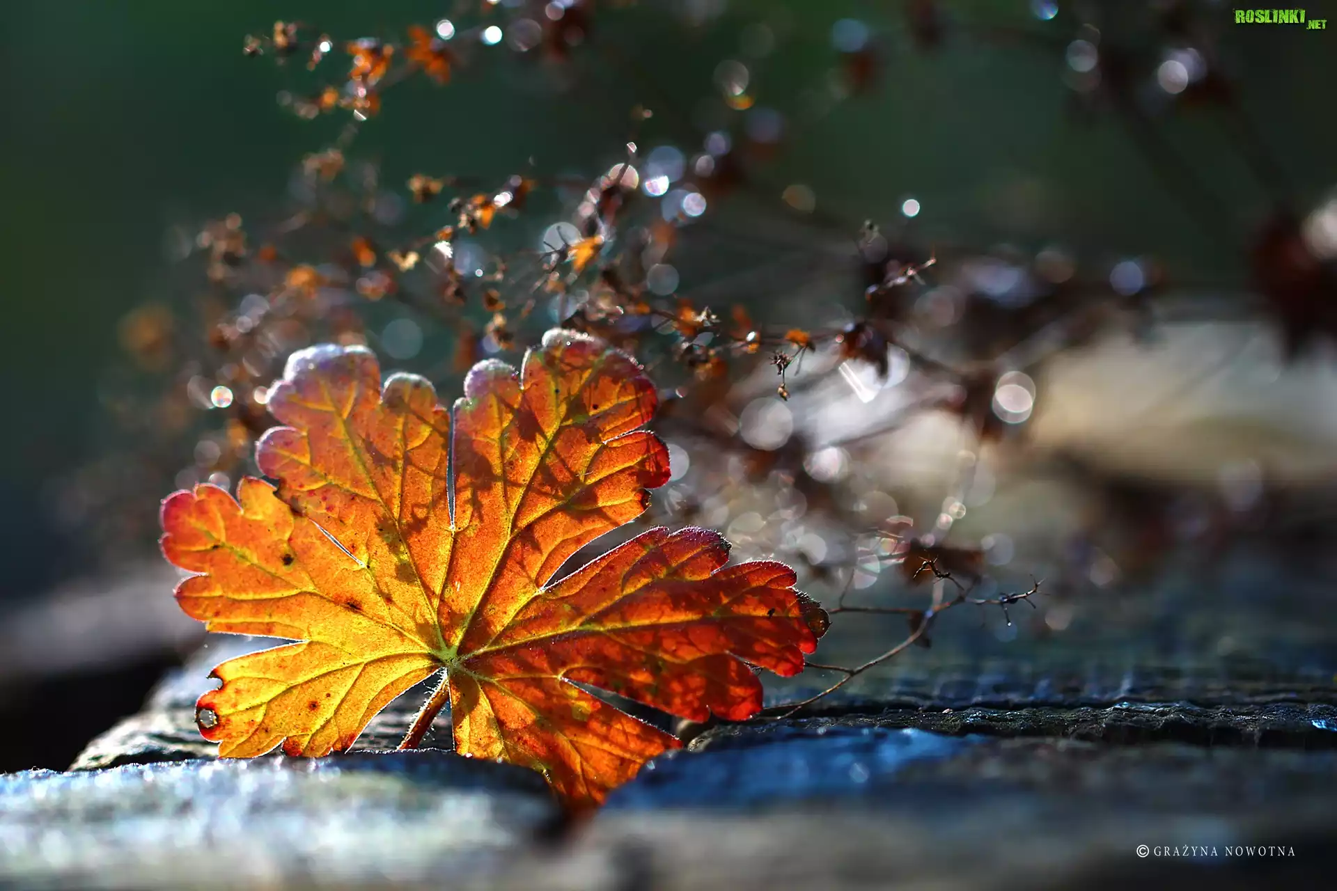 Jesienny, Liść, Suszki, Bokeh