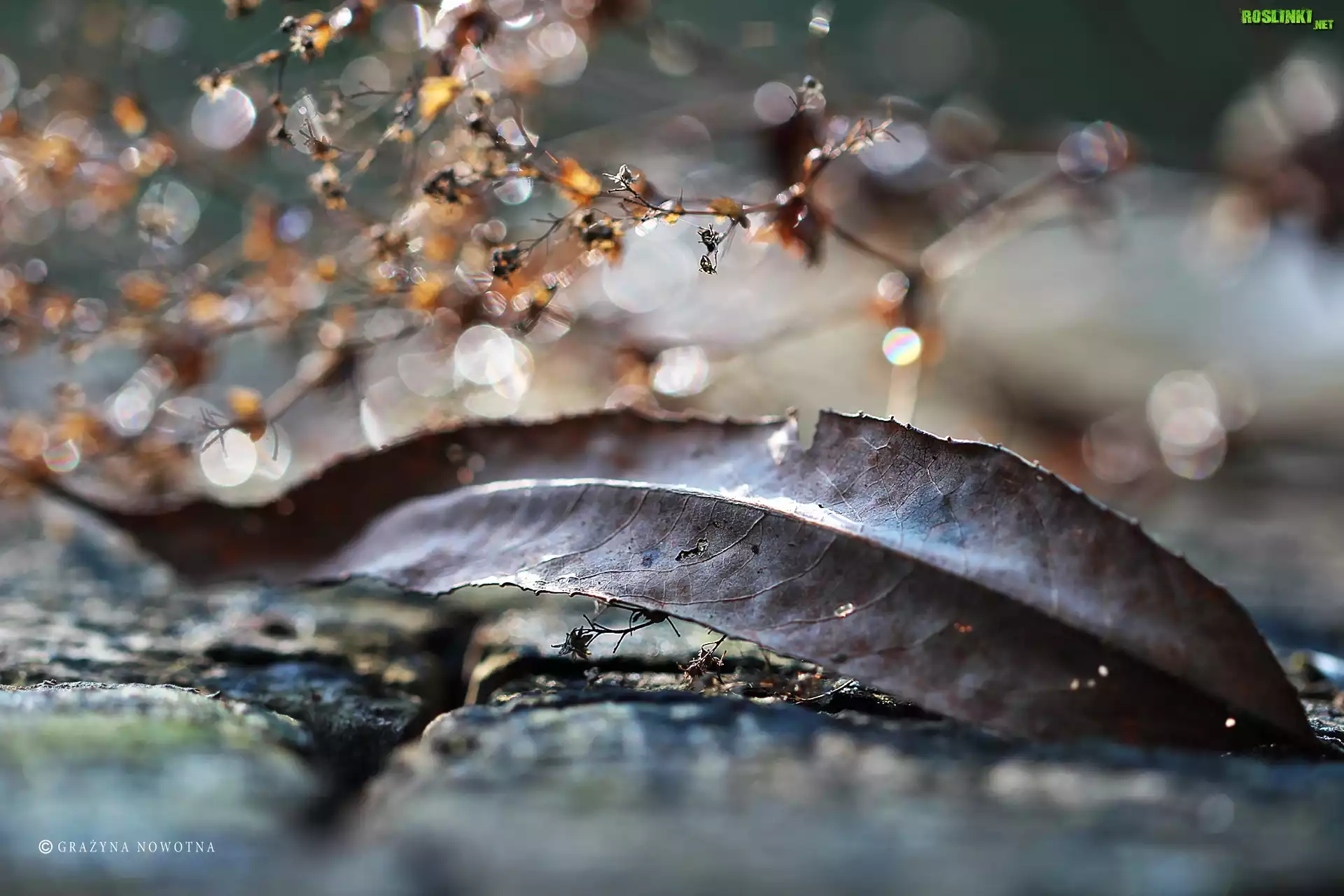 Jesienny, Suchy, Liść, Suszki, Bokeh