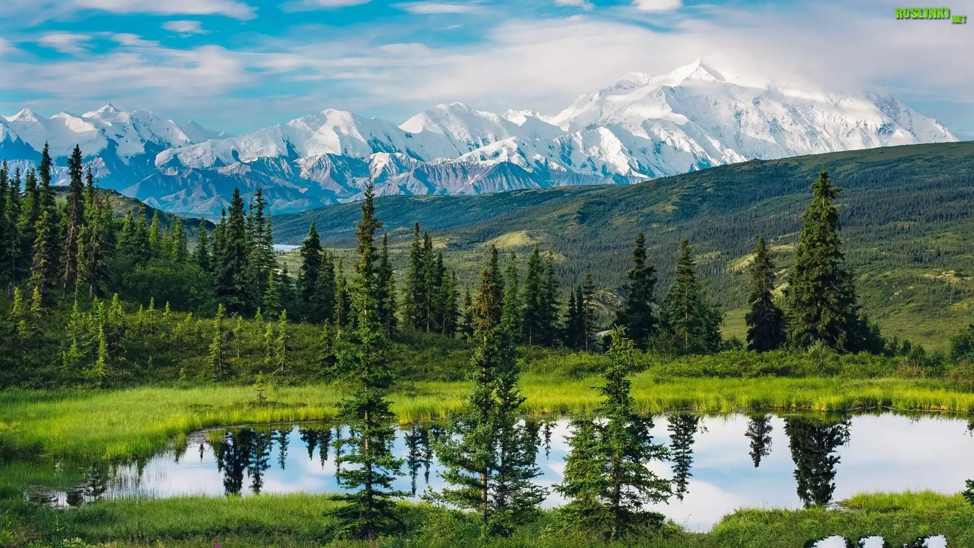 Stany Zjednoczone, Alaska, Góry, Park Narodowy Denali, Drzewa, Jezioro