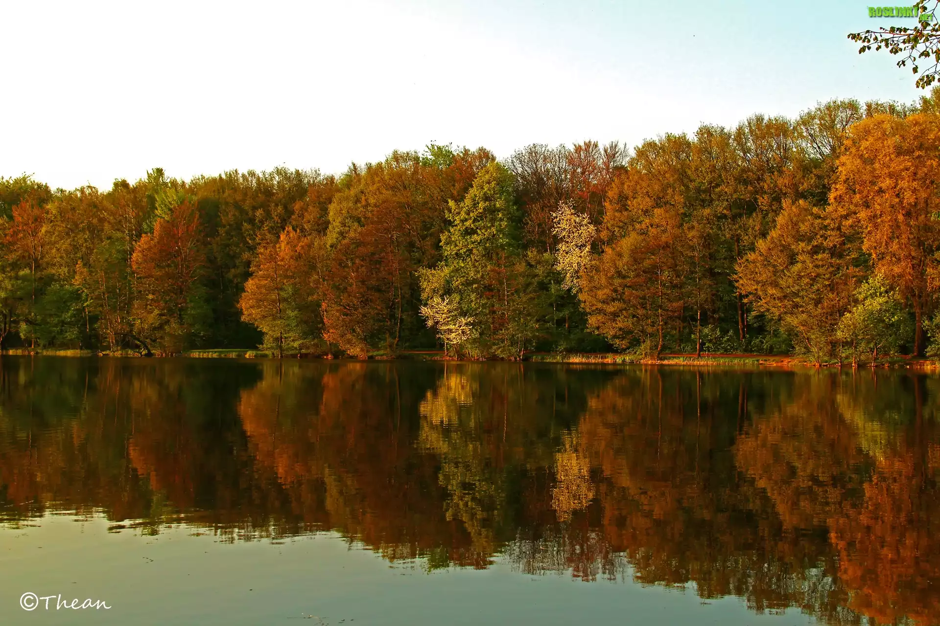 Jezioro, Drzewa