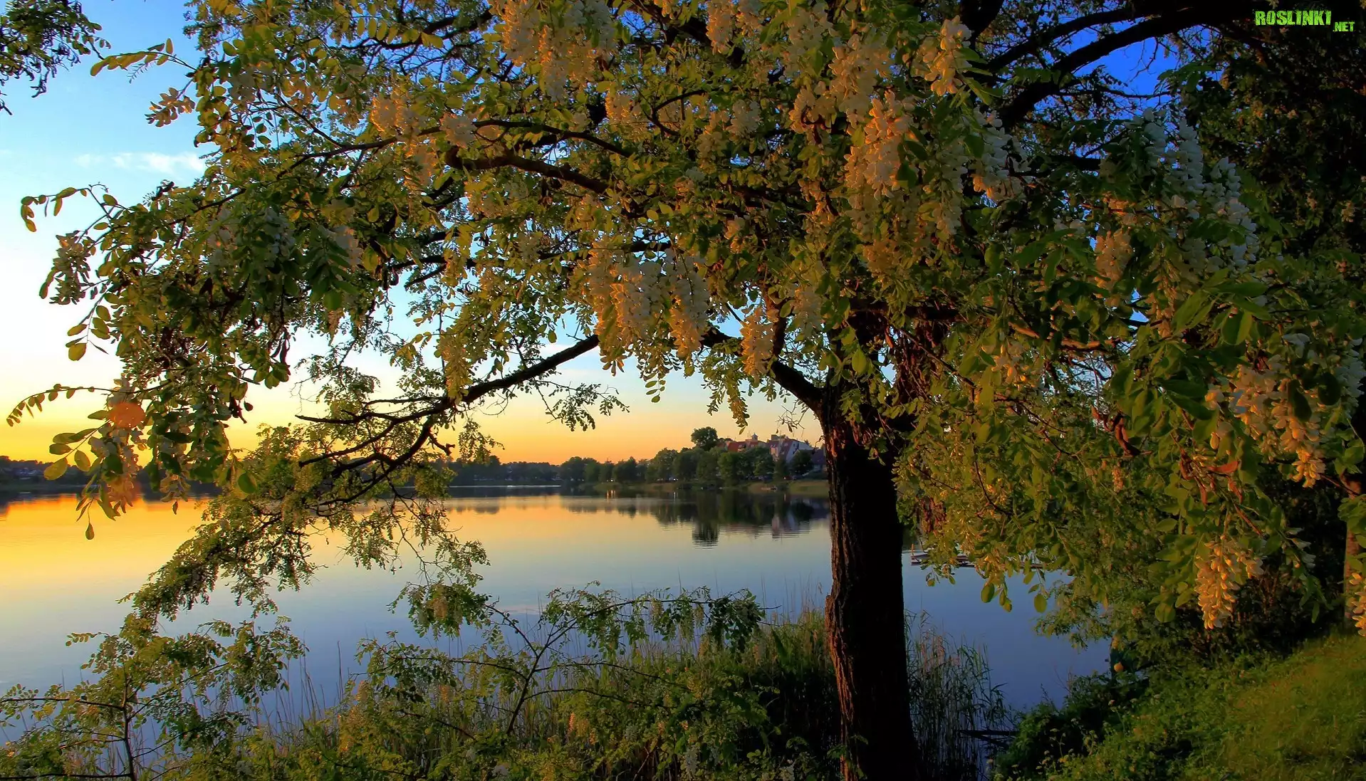 Jezioro, Drzewa