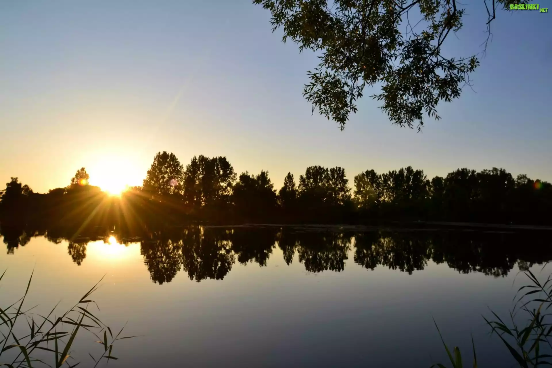 Jezioro, Drzewa
