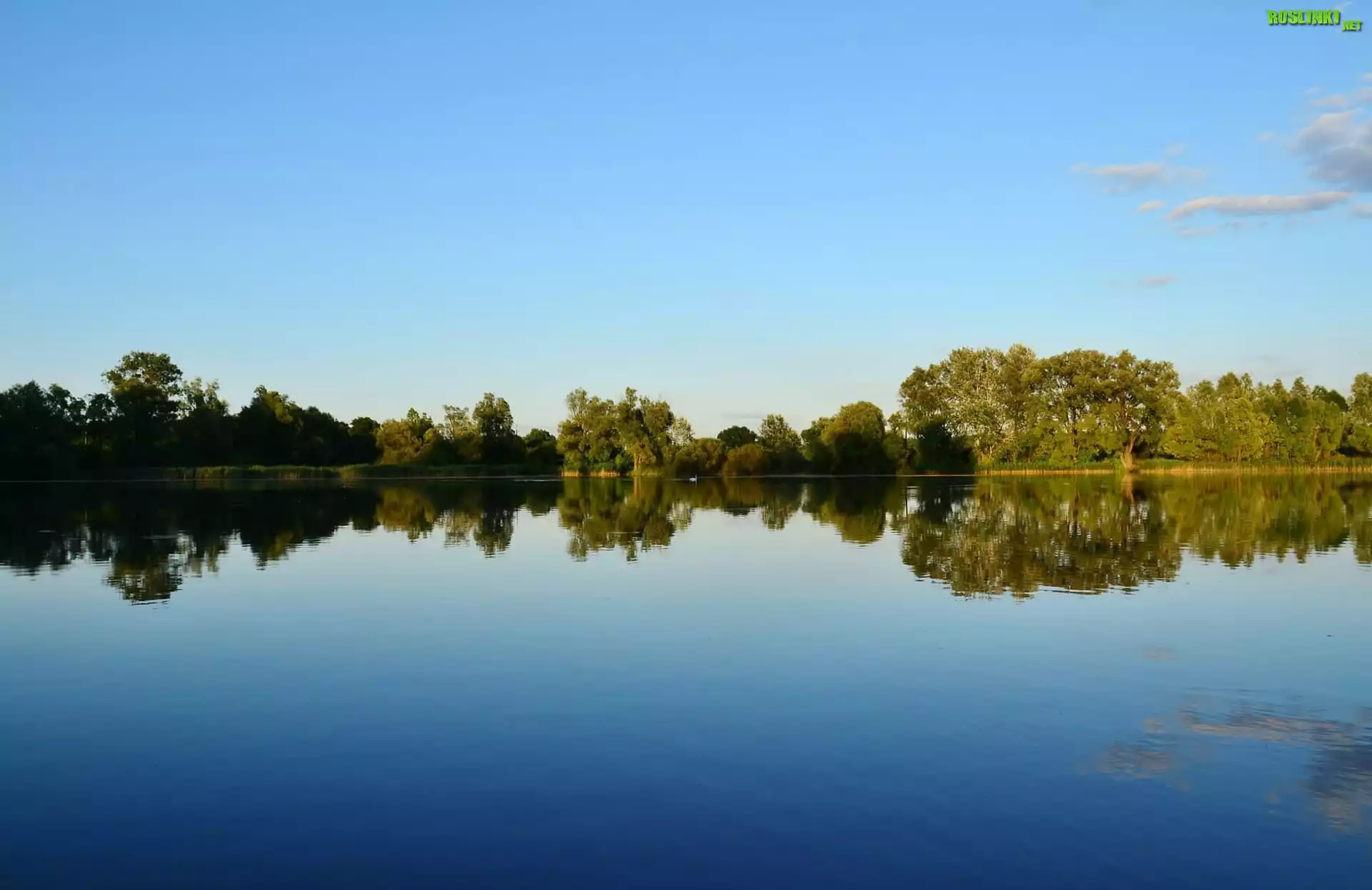 Jezioro, Drzewa