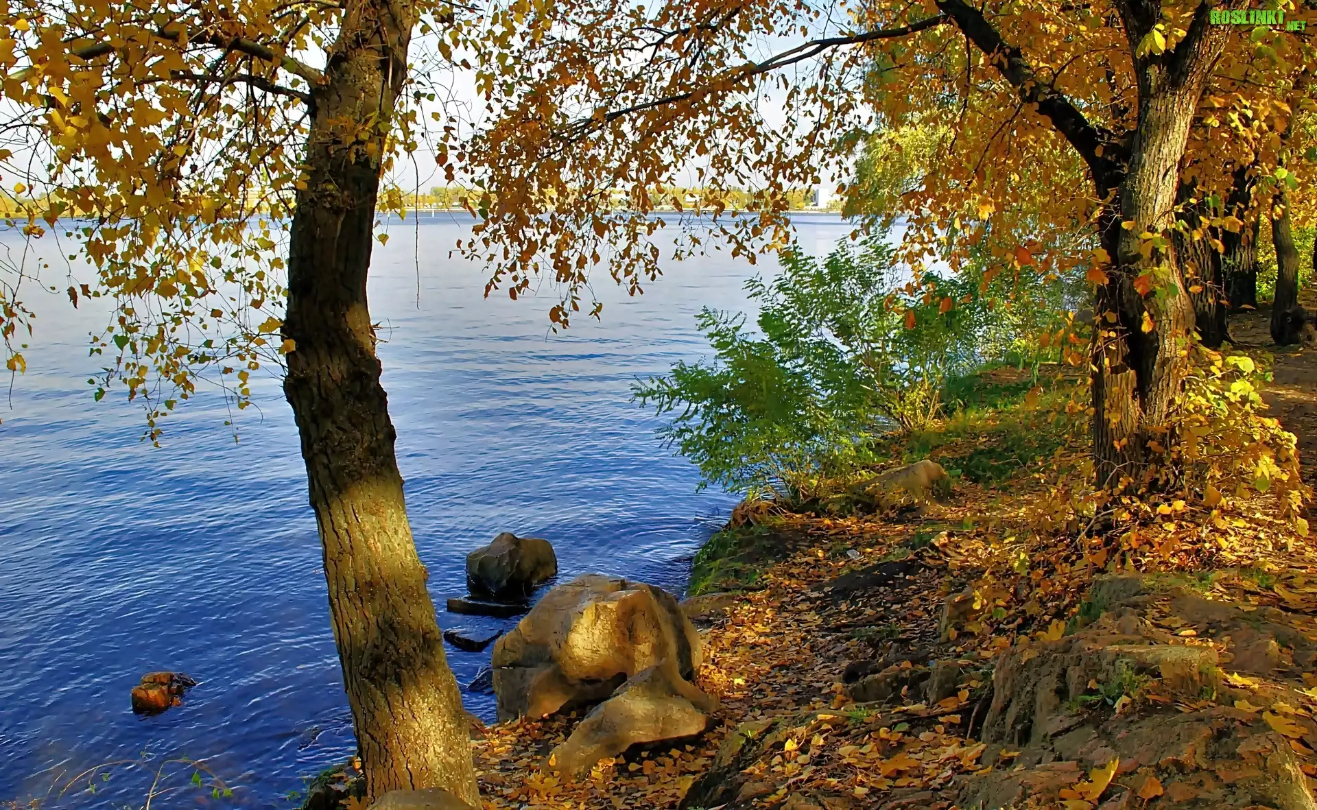 Jezioro, Brzeg, Drzewa, Głazy
