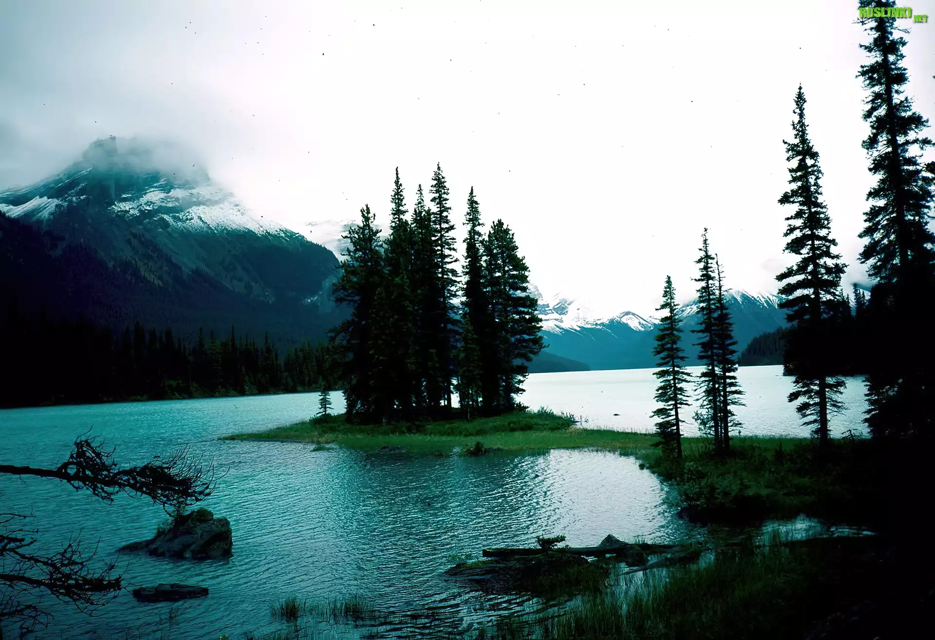 Jezioro, Wysepka, Góry, Drzewa, Alberta