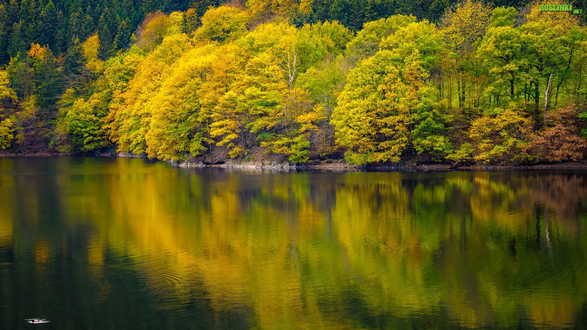 Jezioro, Jesień, Drzewa, Odbicie