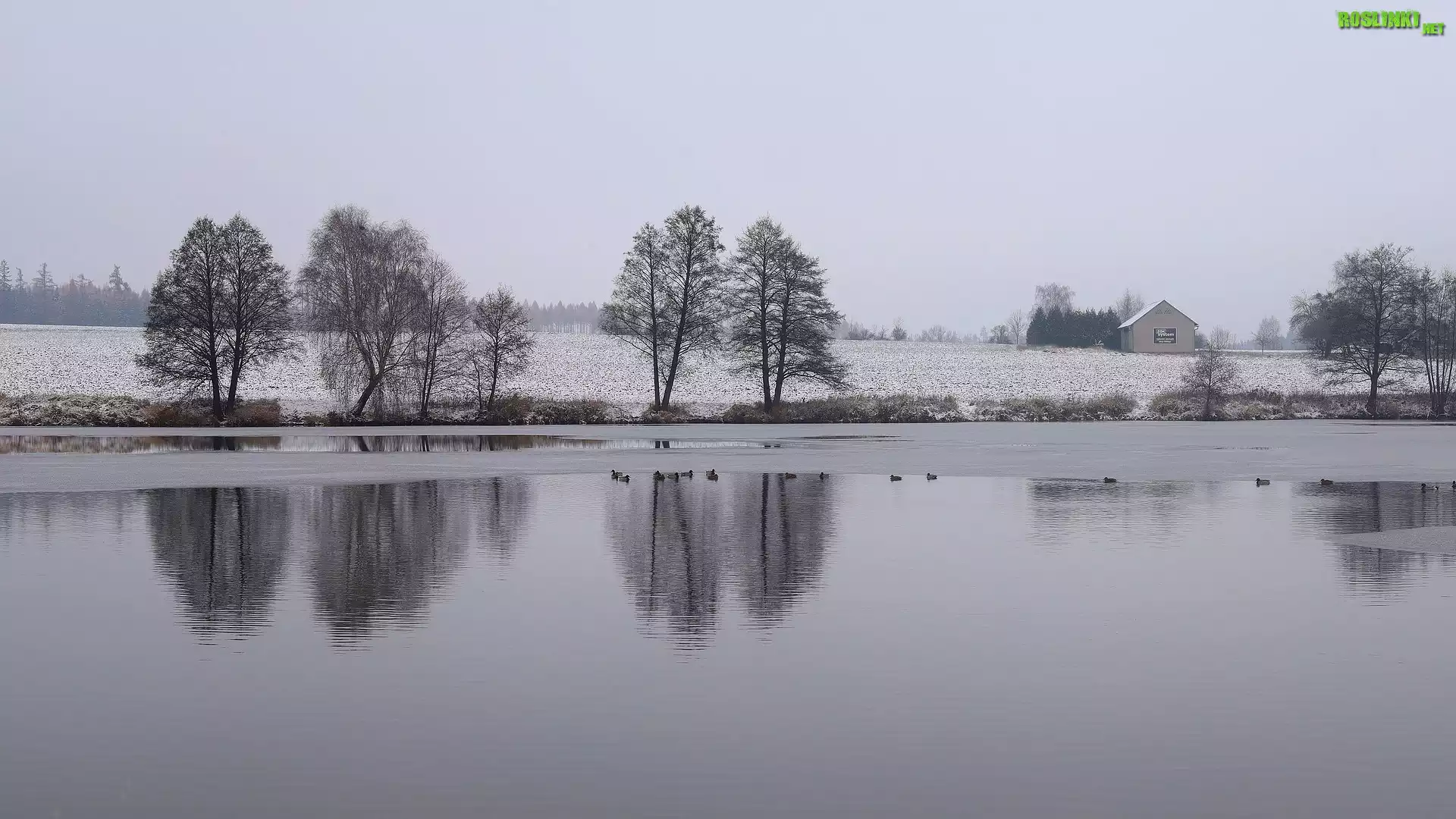 Zima, Jezioro, Drzewa, Pole, Kaczki
