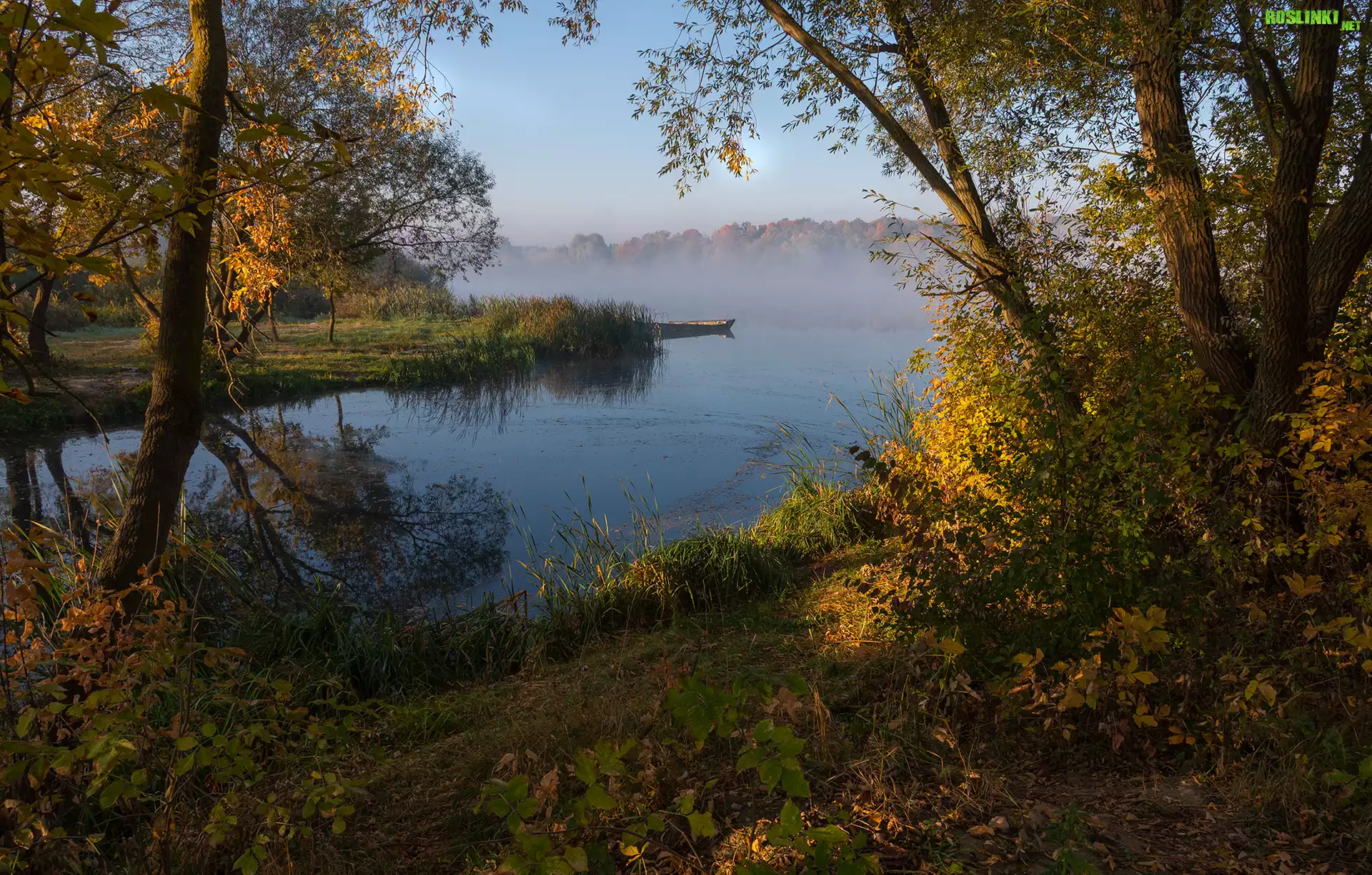 Jezioro, Mgła, Drzewa, Rośliny