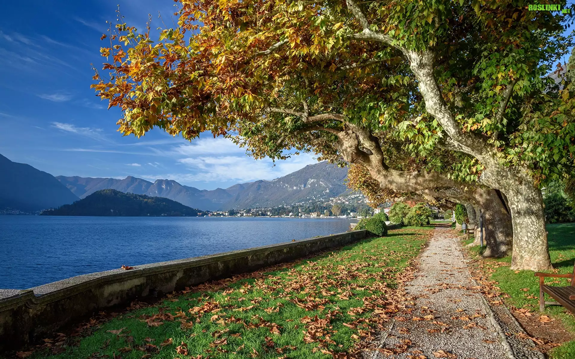 Włochy, Jezioro, Lago di Como, Aleja, Jesień, Drzewa
