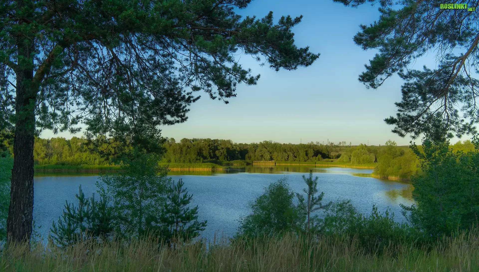 Jezioro, Zielone, Drzewa, Trawa