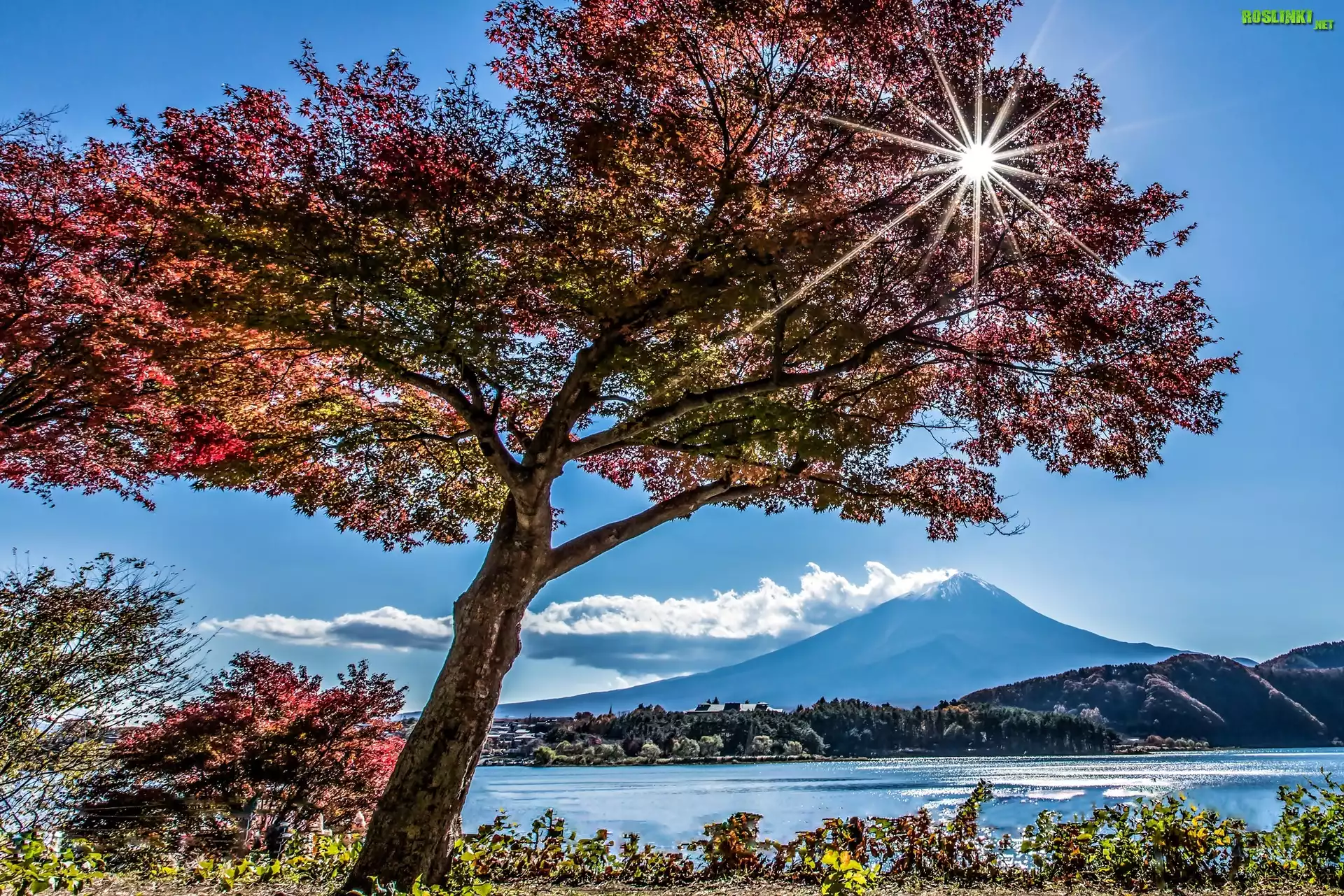 Jesień, Jezioro, Drzewa, Promienie, Słońca, Góra, Fuji, Japonia