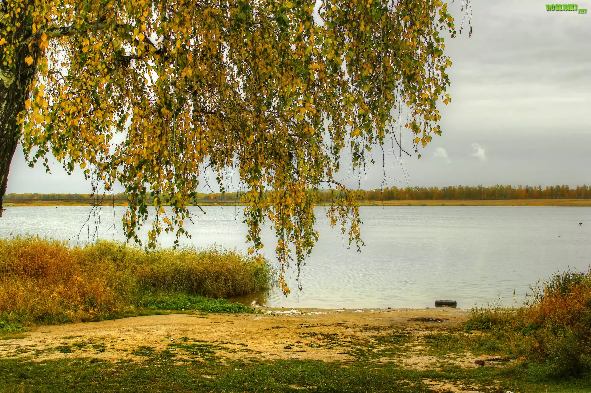 Jesień, Jezioro, Drzewo