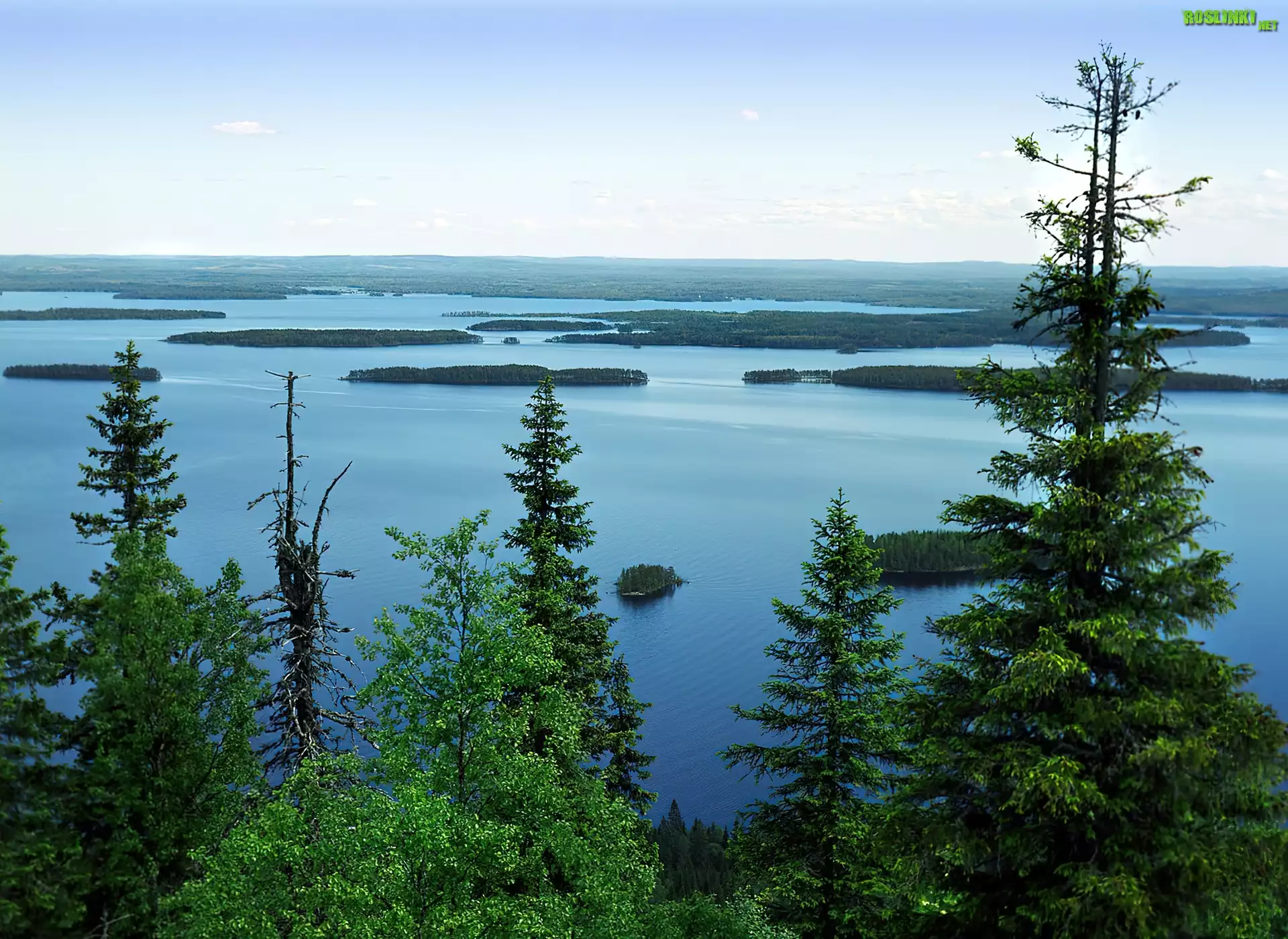 Finlandia, Park Narodowy Koli, Jezioro Pielinen, Drzewa