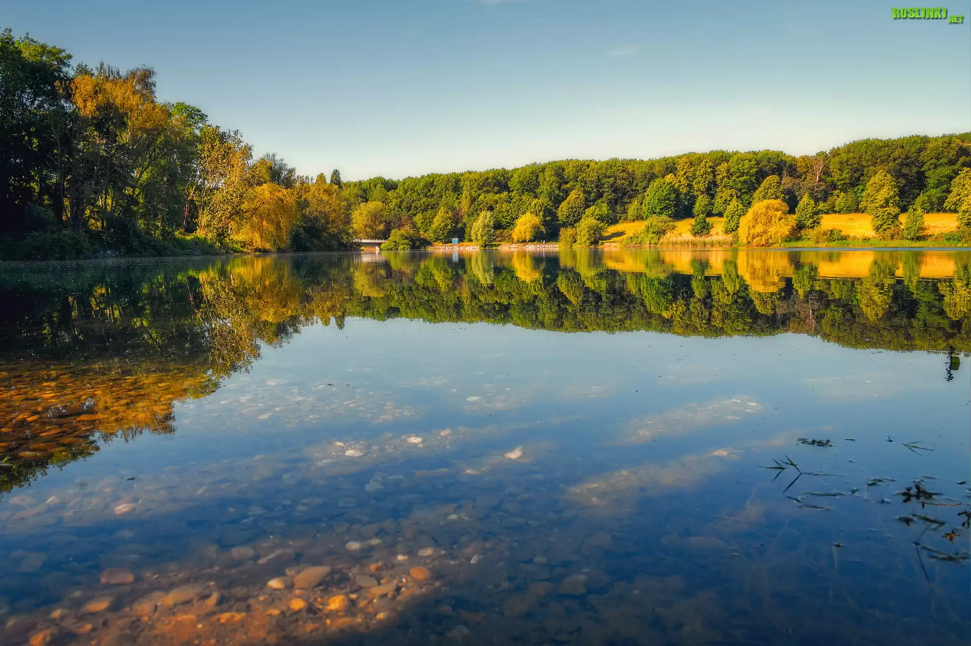 Jezioro, Drzewa, Krzewy, Niebo