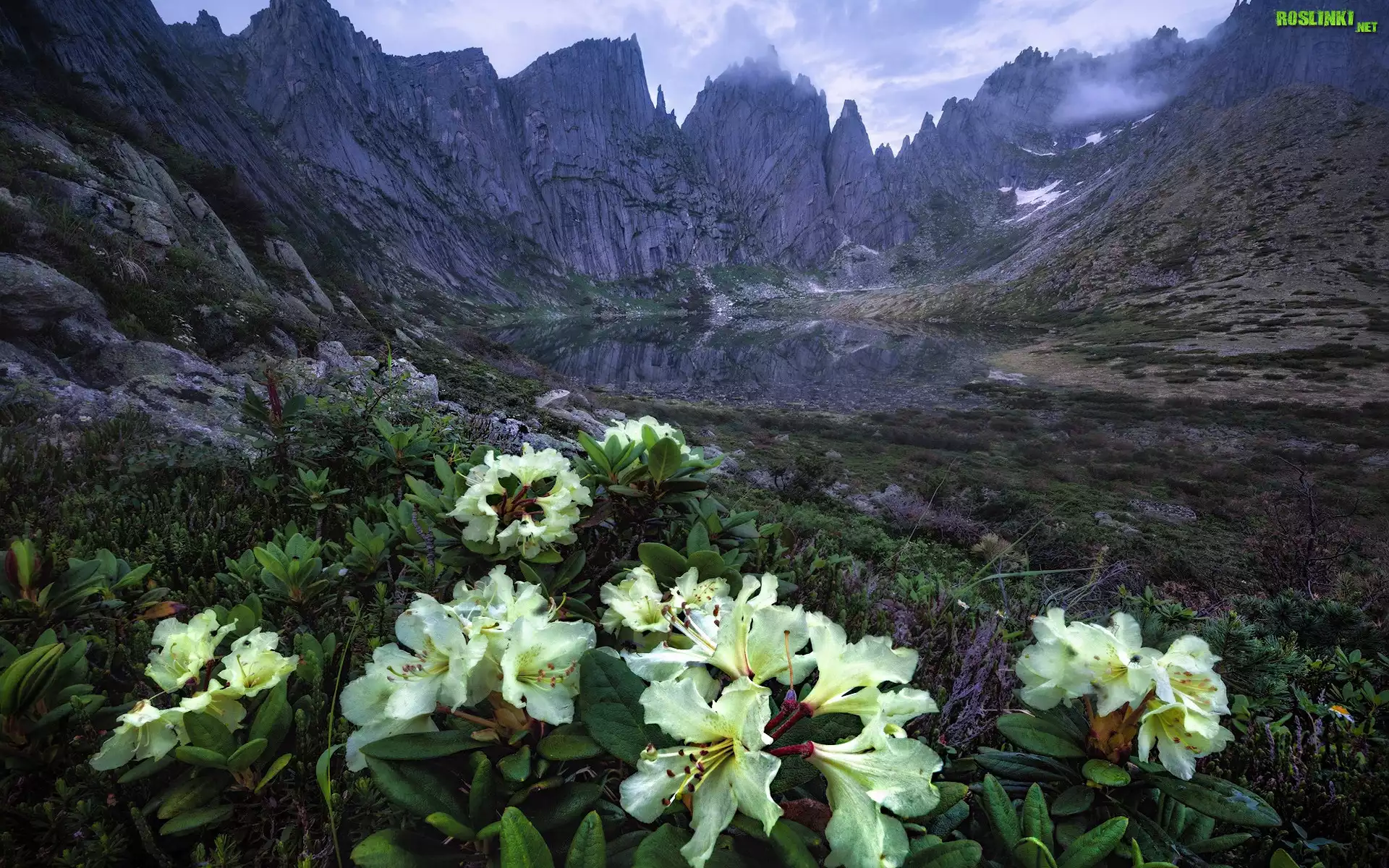 Góry, Skały, Kwiaty, Żółte, Azalie, Rododendron, Chmury, Jezioro