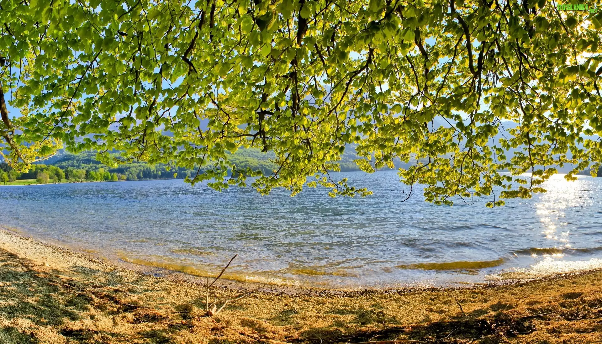 Jezioro, Gałęzie, Liście, Drzewa