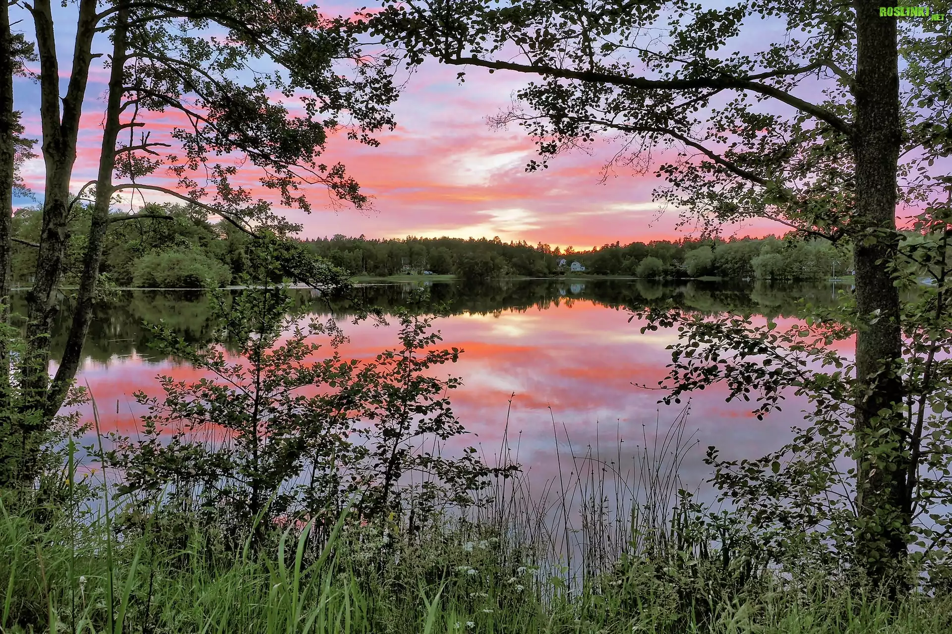 Jezioro, Las, Åšwit, Nacka, Szwecja