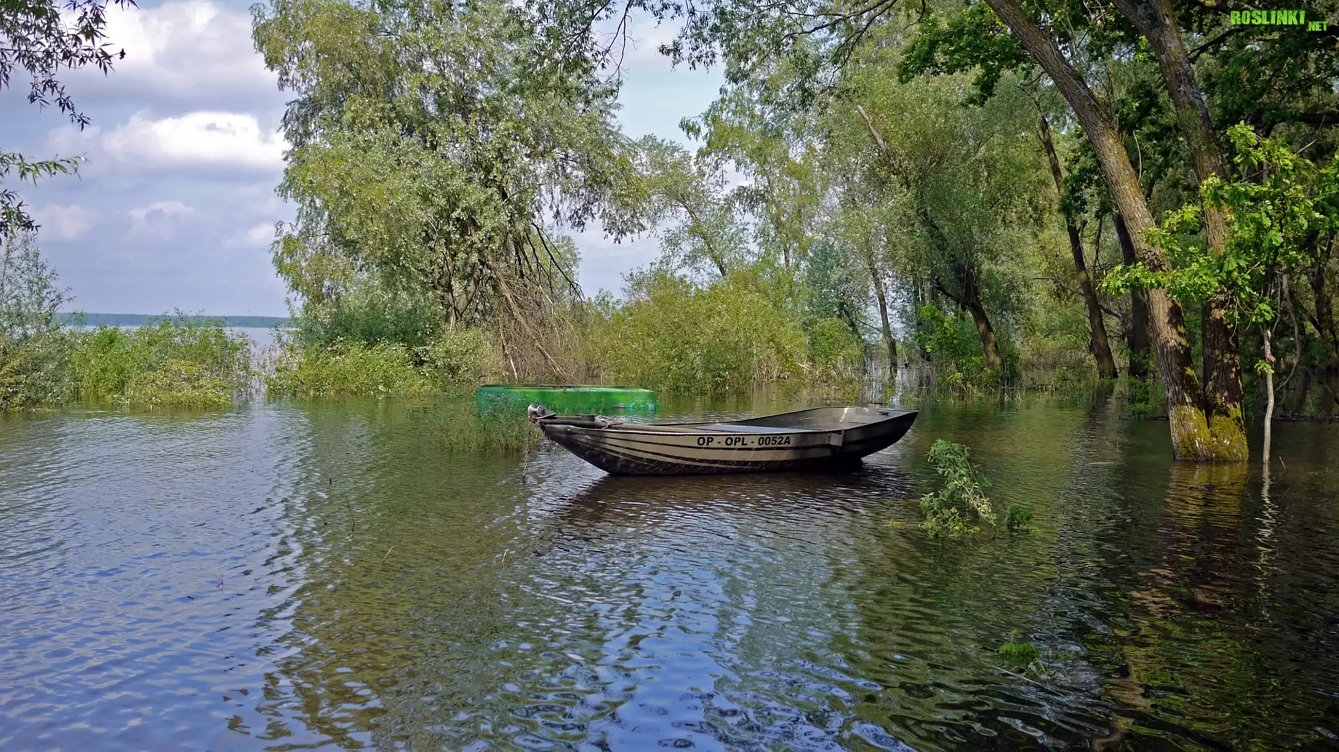 Łódka, Jezioro, Drzewa