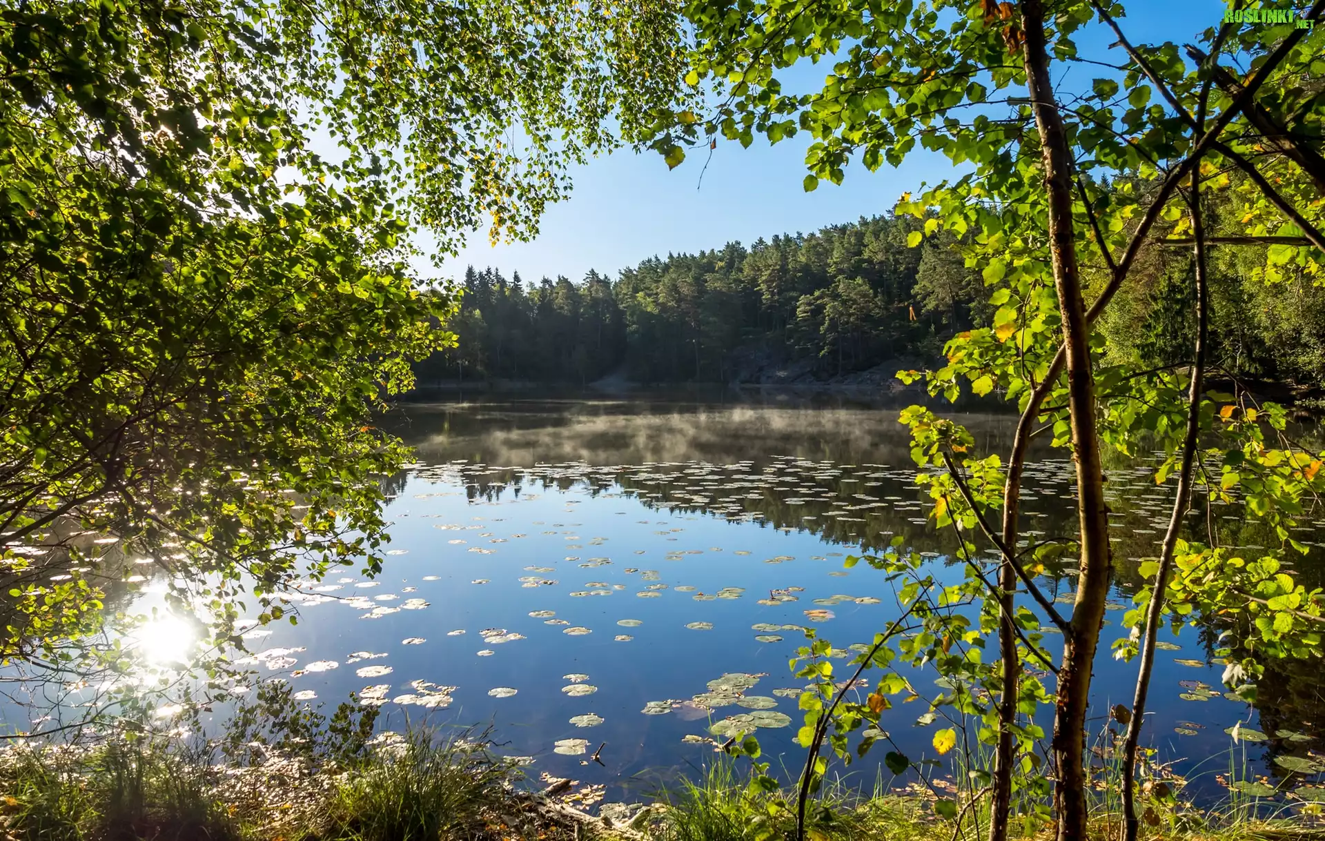 Jezioro, Drzewa, Las, Słoneczny, Dzień